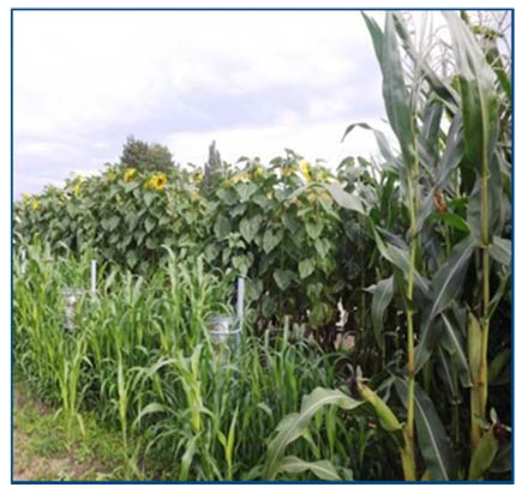 Horticulturae 03 00008 g002 550