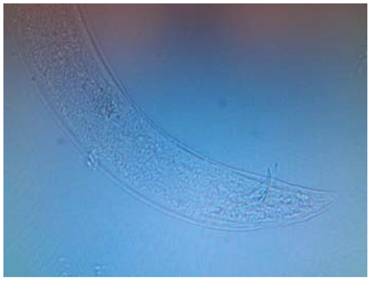 Horticulturae 03 00022 g001