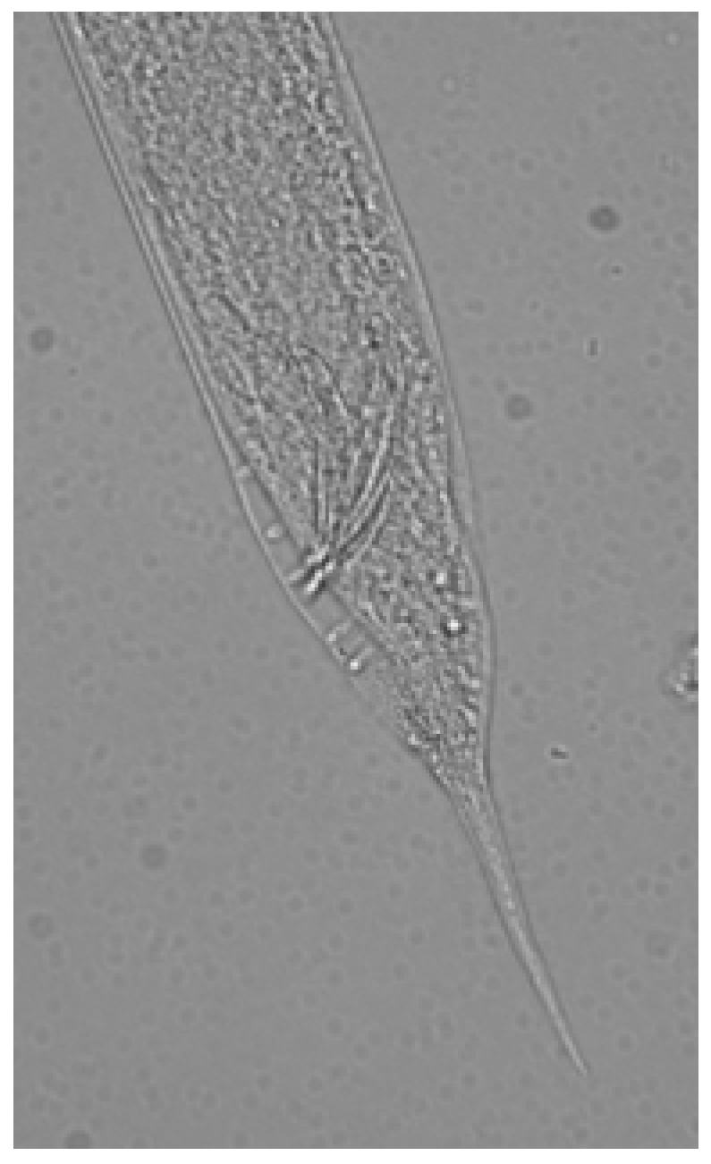 Horticulturae 03 00022 g002