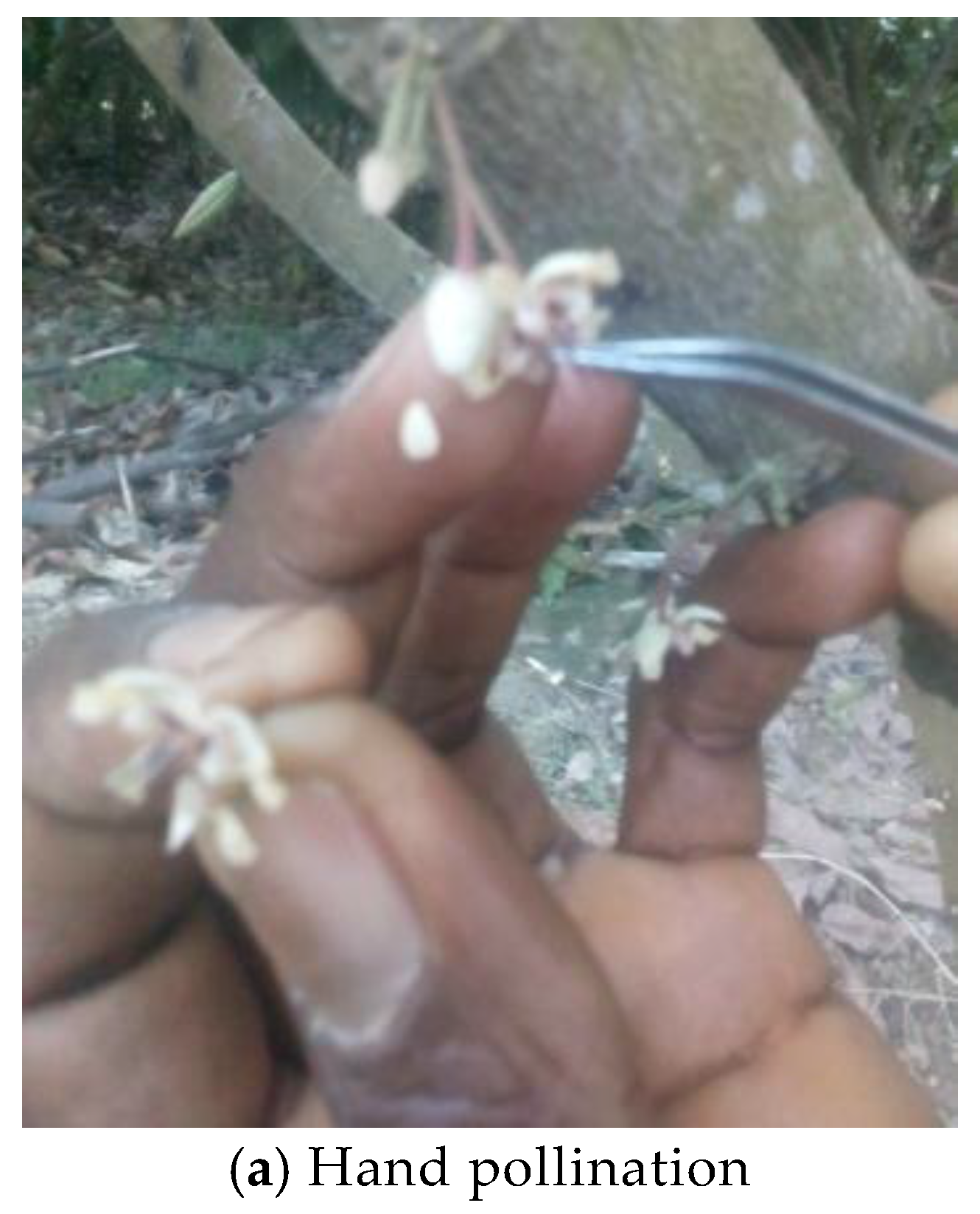 Horticulturae 03 00045 f001a Horticulturae 03 00045 f001a