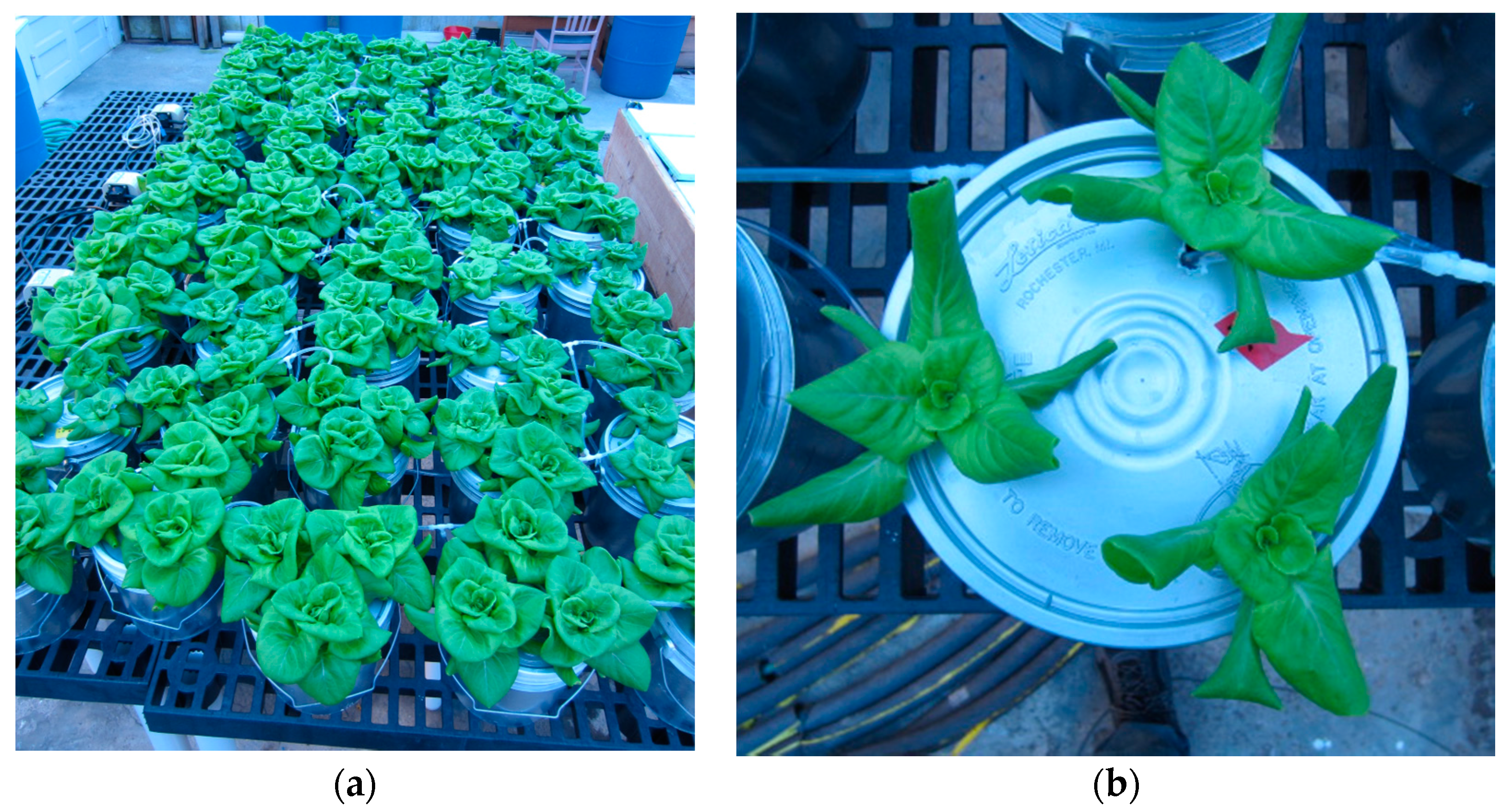 Horticulturae 03 00046 g002