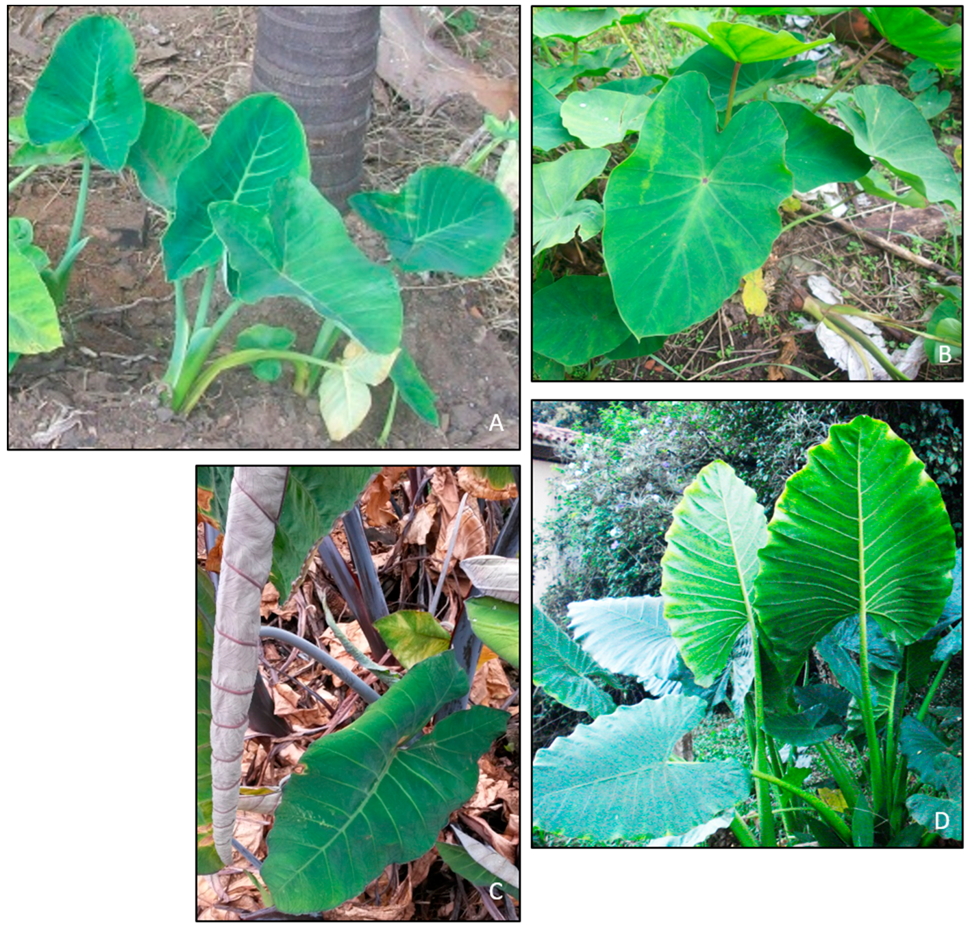 Horticulturae 03 00049 g001 Horticulturae 03 00049 g001