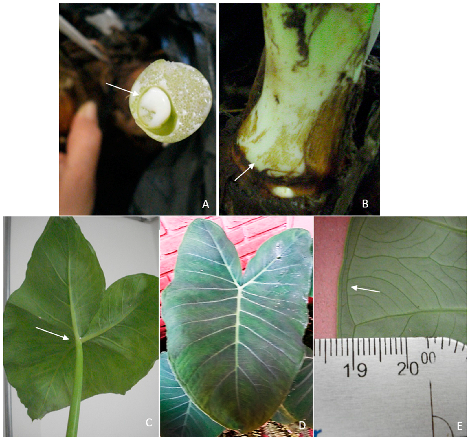 Horticulturae 03 00049 g002 Horticulturae 03 00049 g002