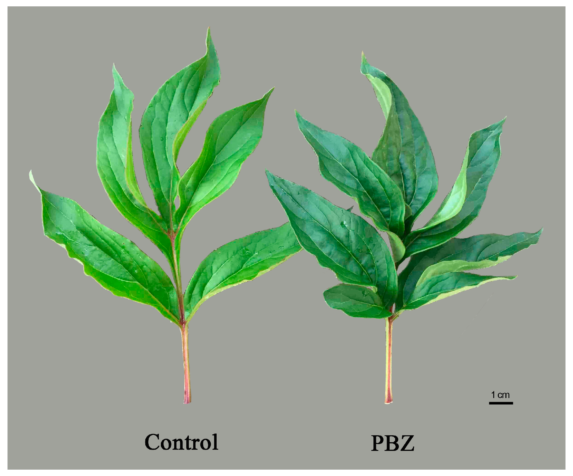 Horticulturae | Free Full-Text | Effect of Paclobutrazol ...