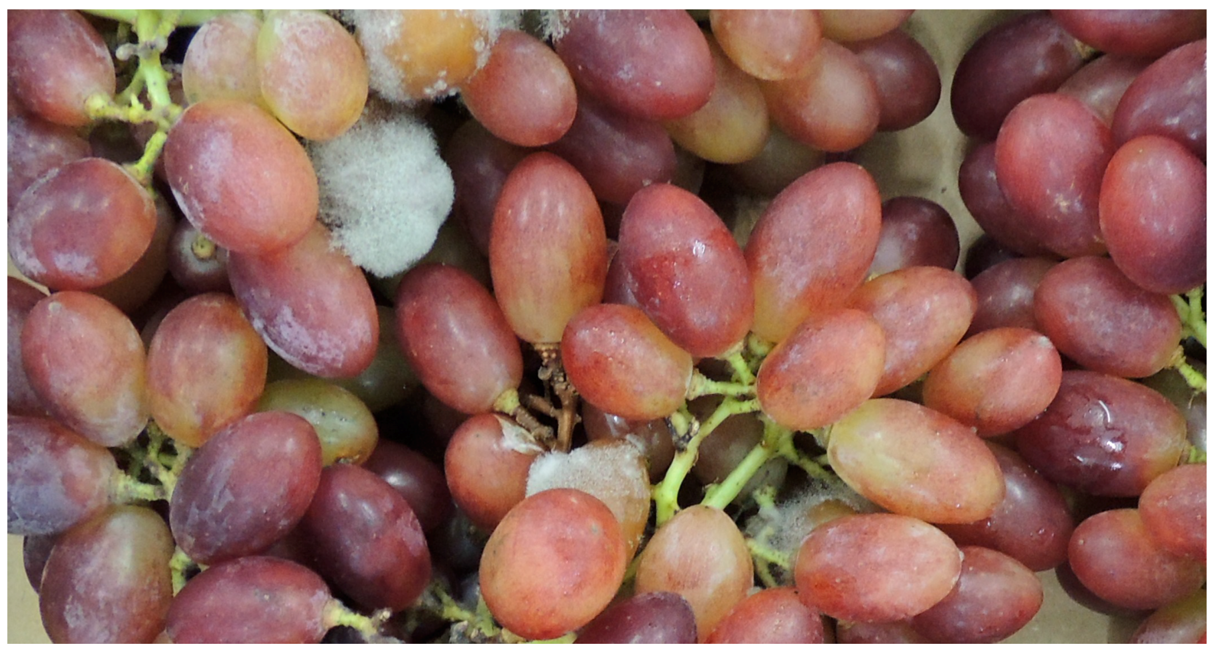 Red Seedless Grapes – D. Garcia Banana Company