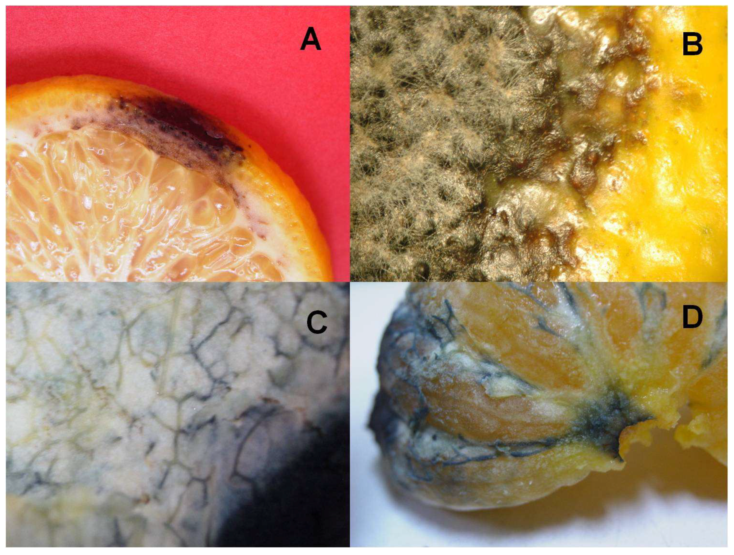 Horticulturae 04 00054 g004