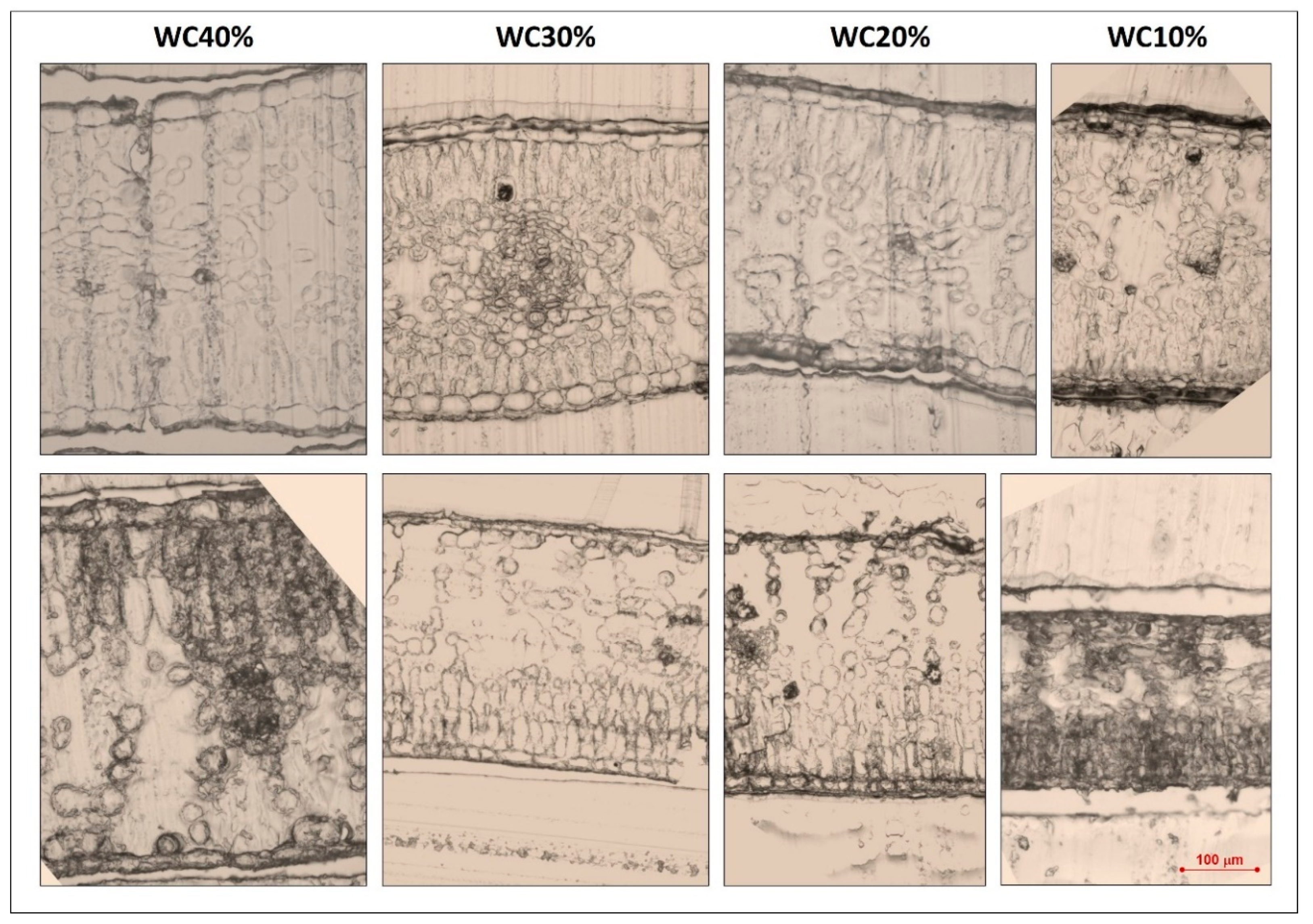 Horticulturae 05 00006 g001 Horticulturae 05 00006 g001
