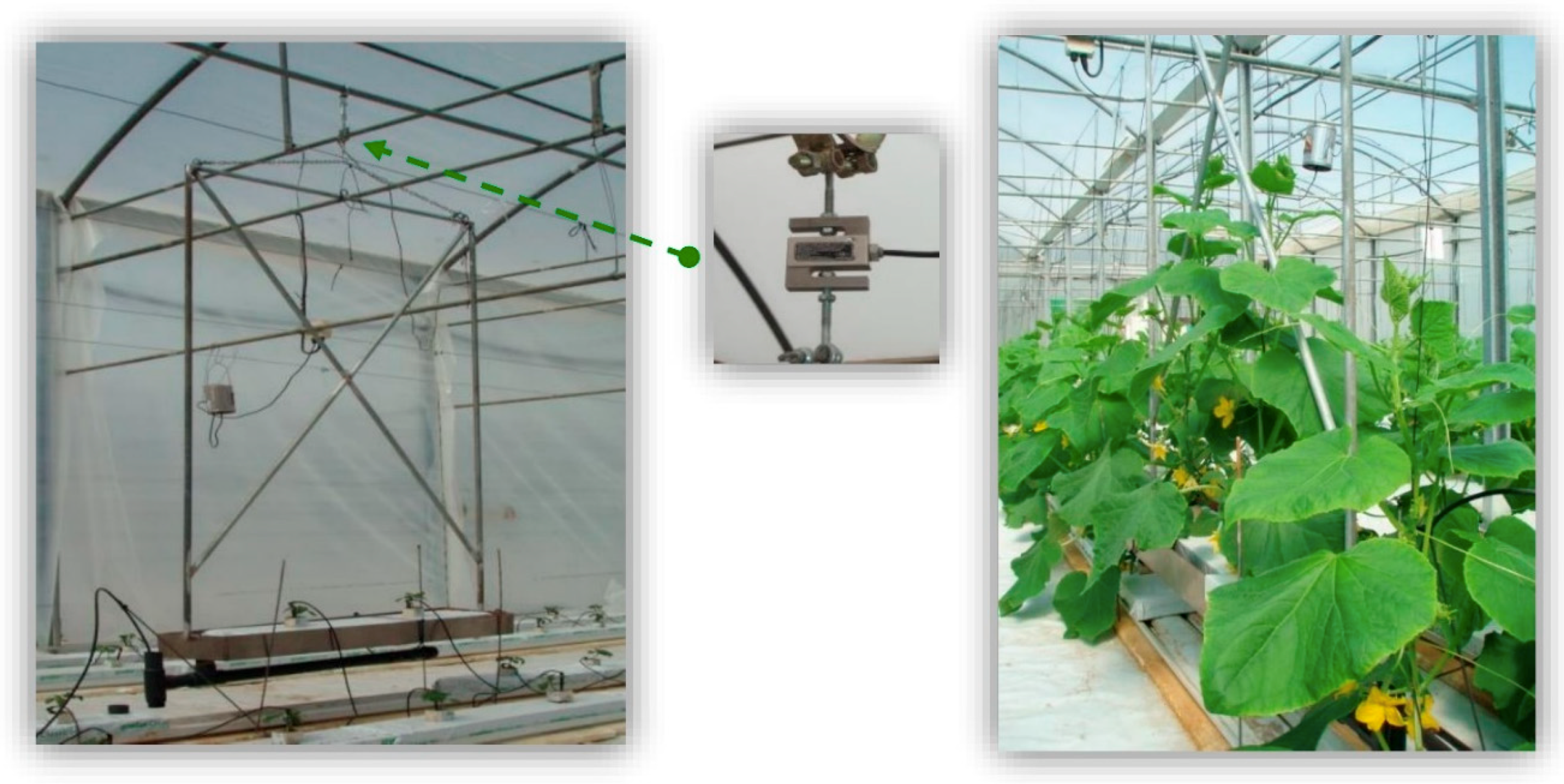 Horticulturae 05 00007 g003