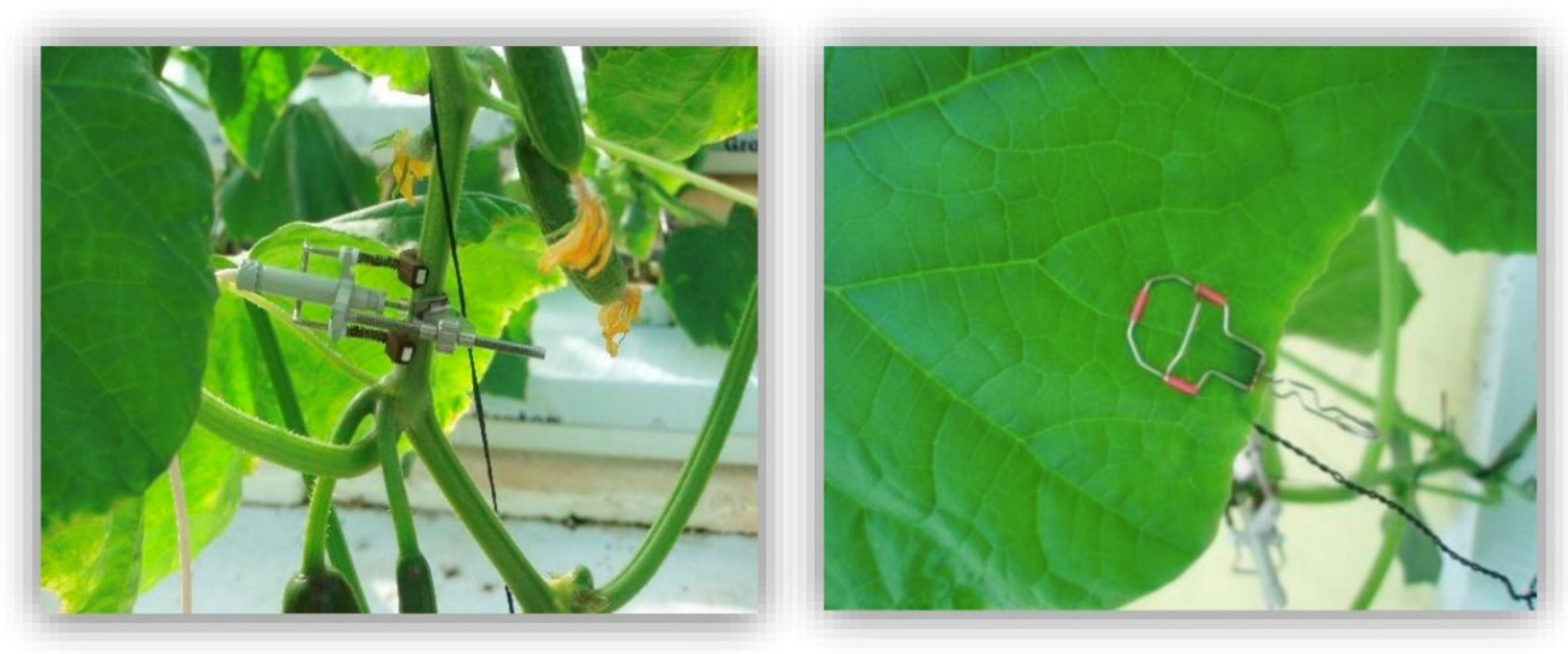 Horticulturae 05 00007 g004