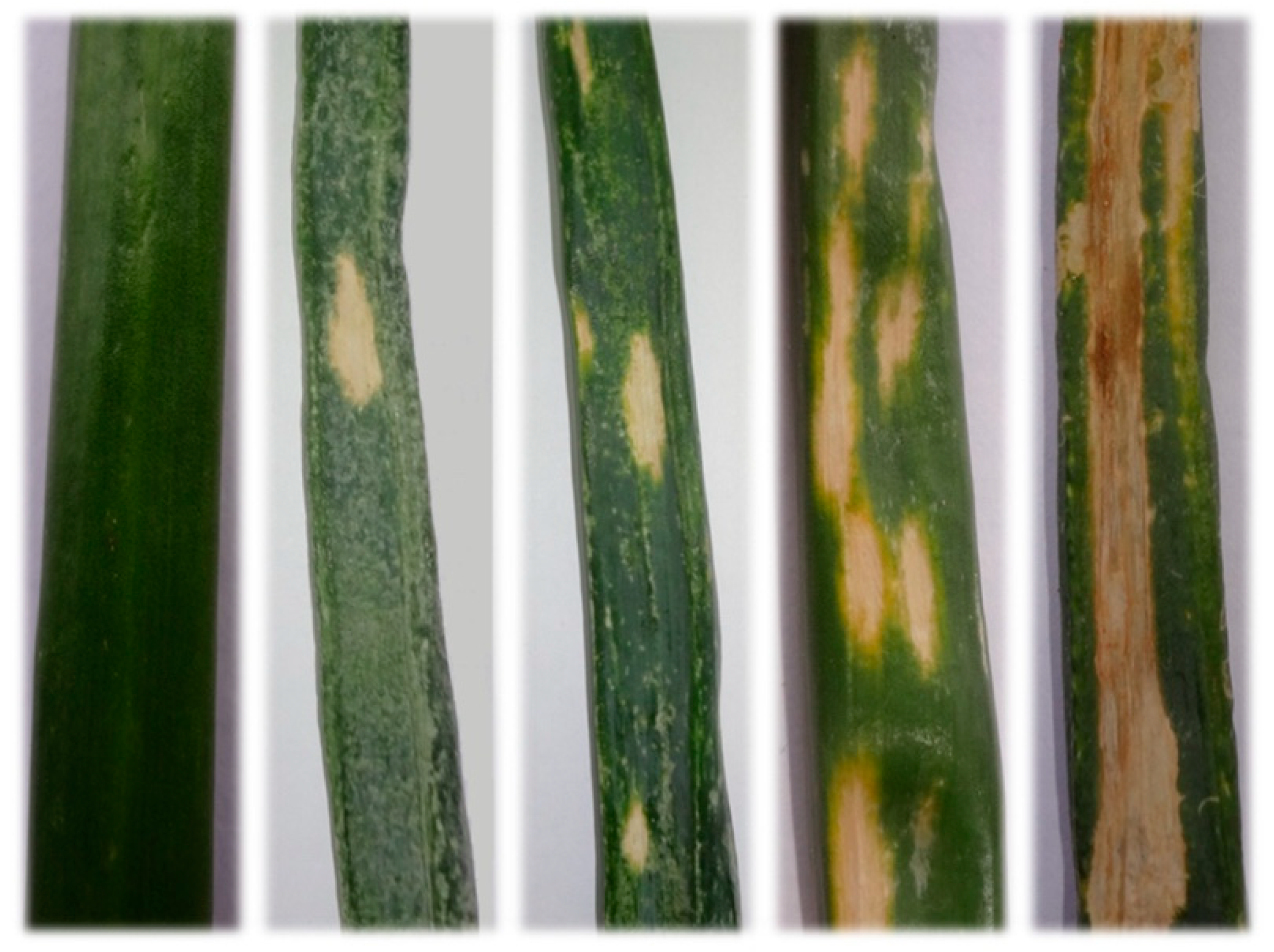 Horticulturae 05 00018 g002