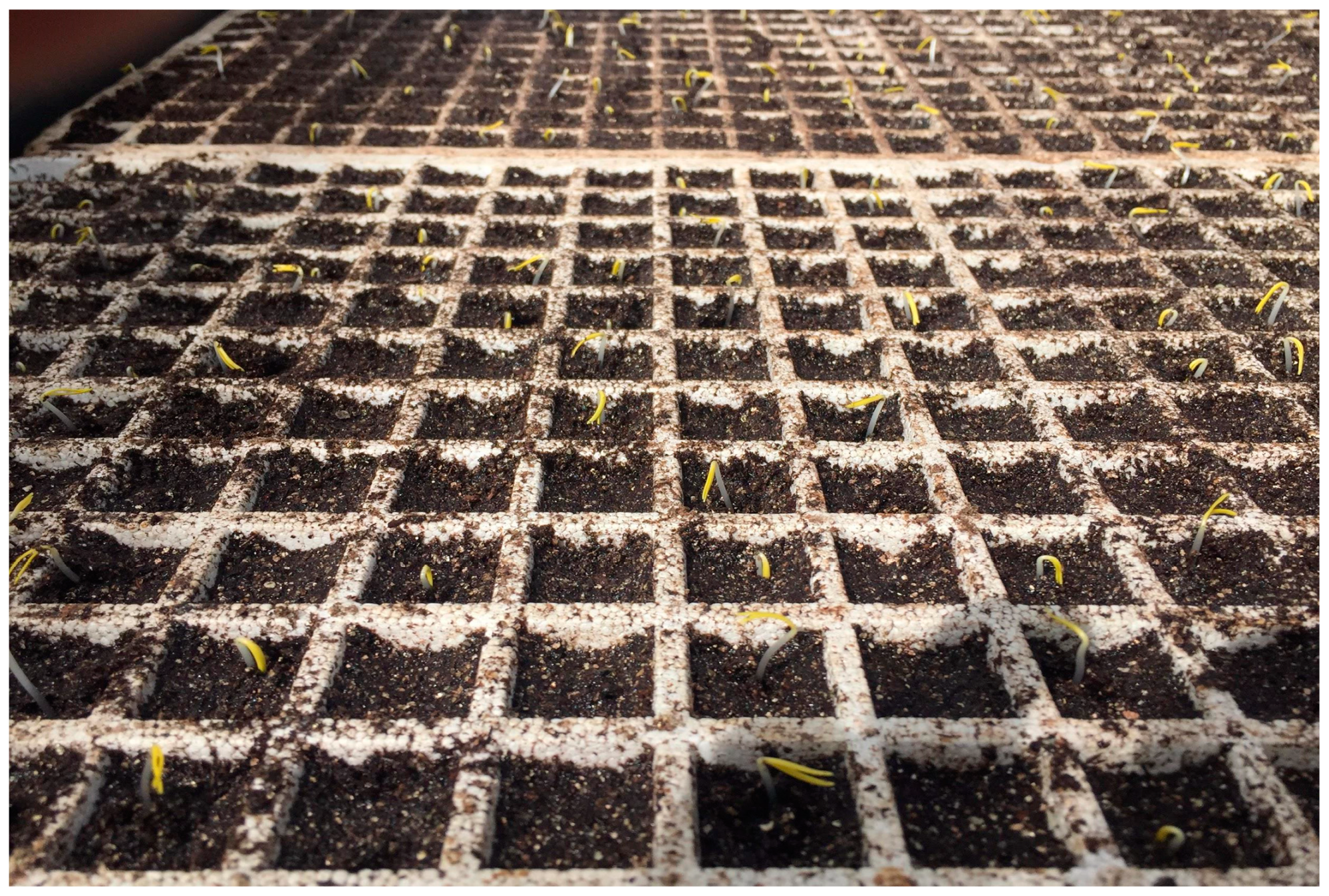 Horticulturae 05 00020 g006