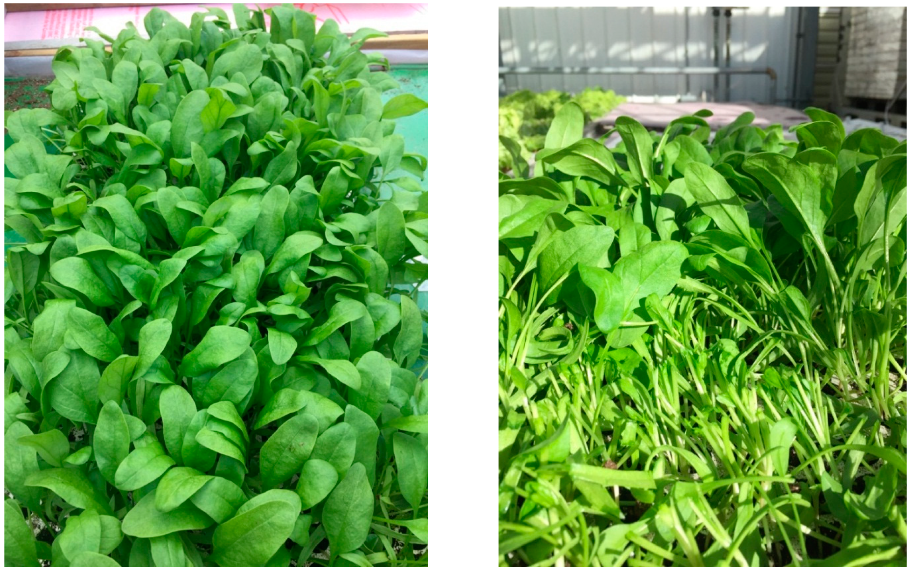 Horticulturae 05 00020 g007