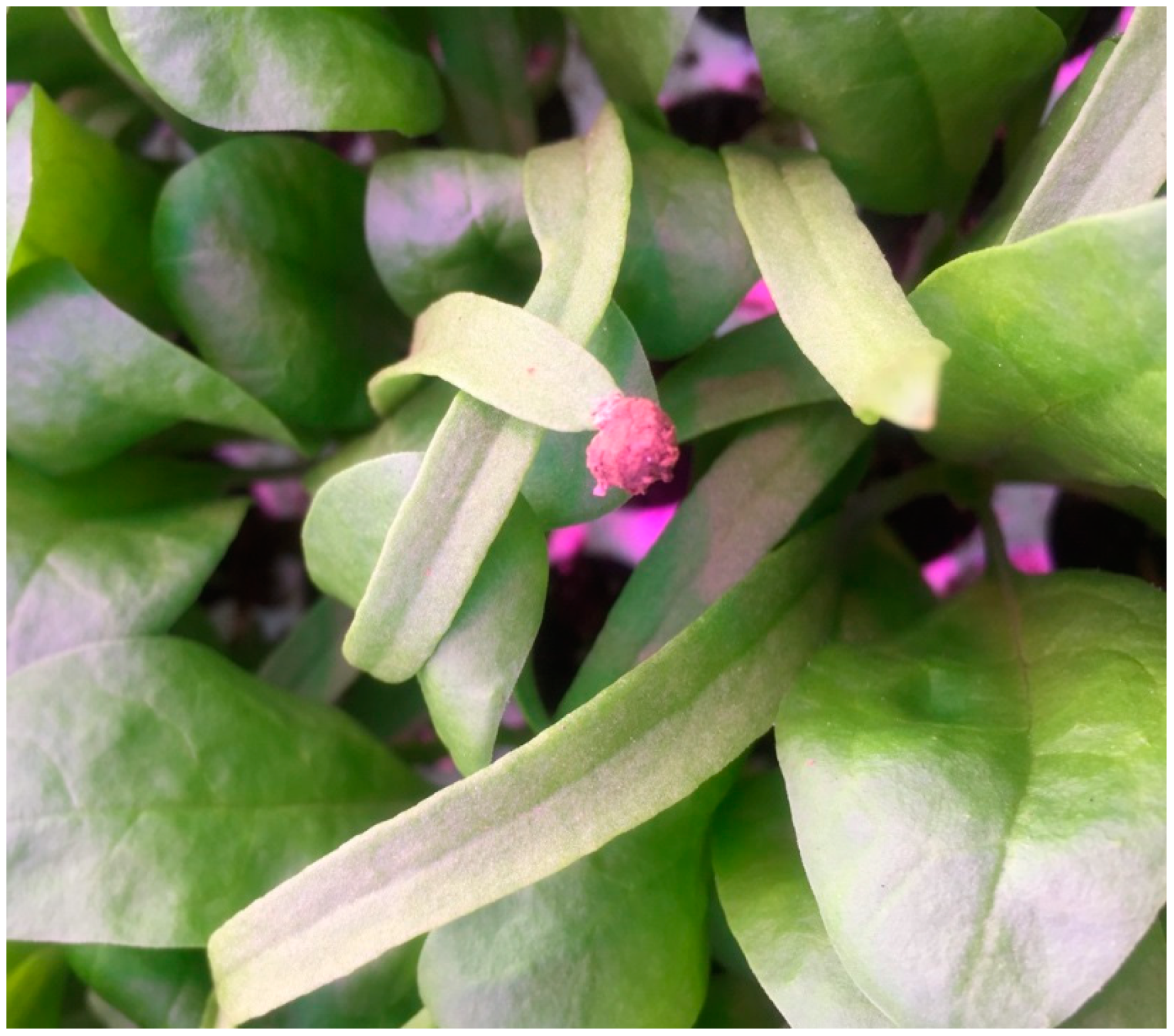 Horticulturae 05 00020 g009a