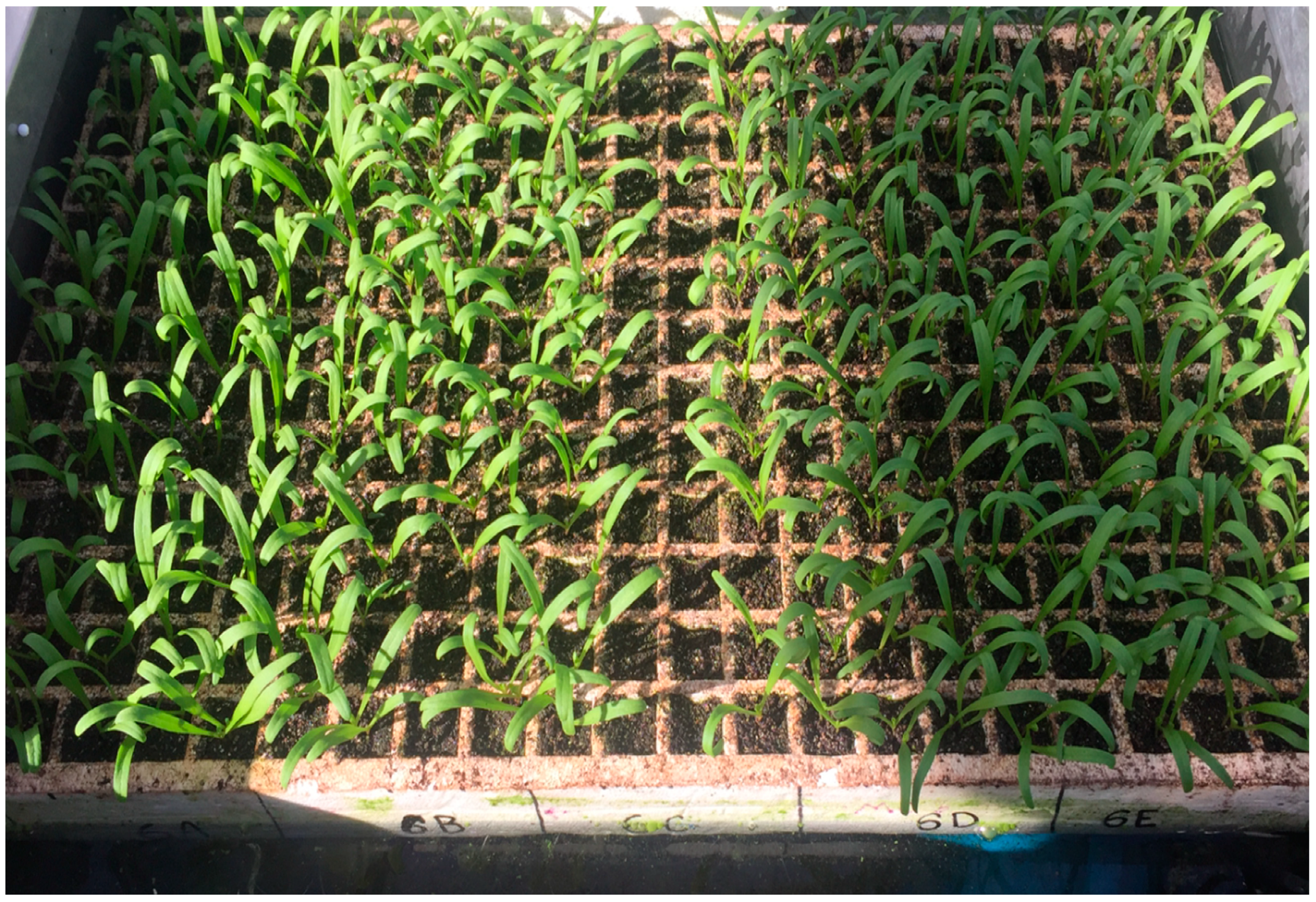 Horticulturae 05 00020 g009b