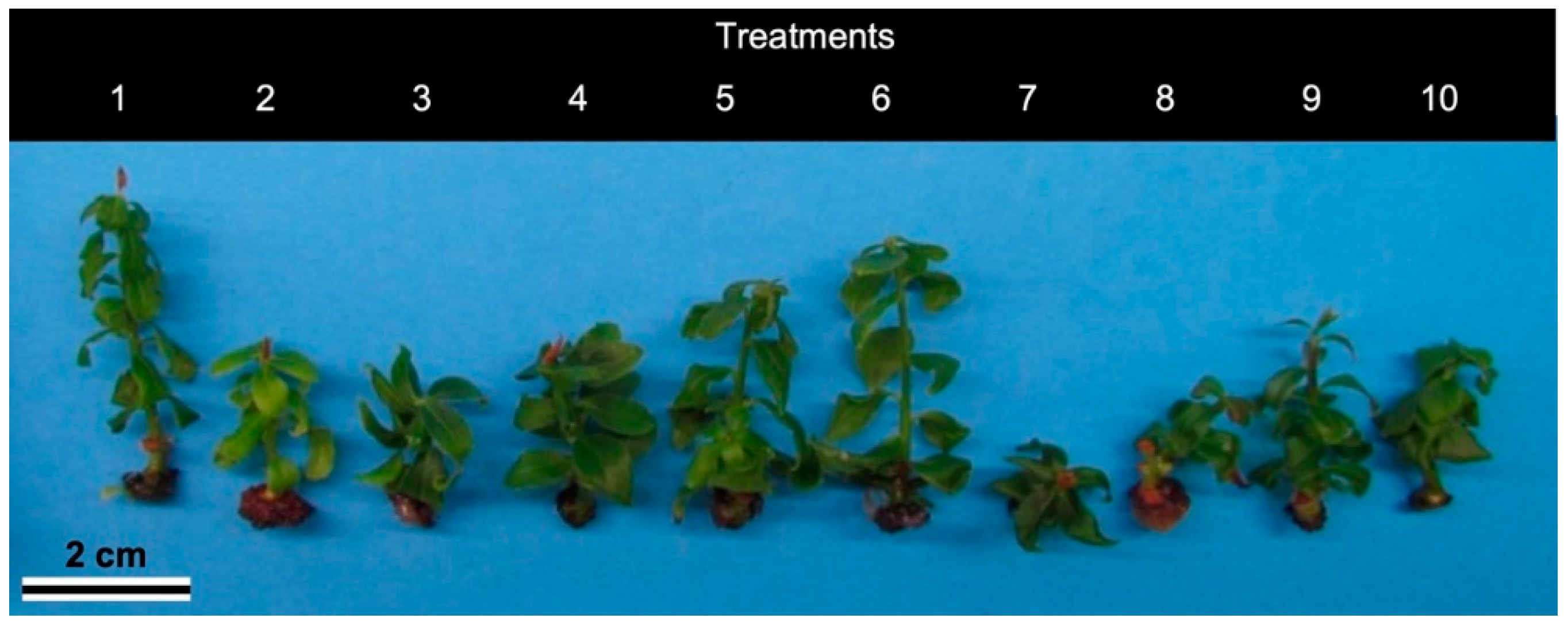 Horticulturae 05 00024 g003