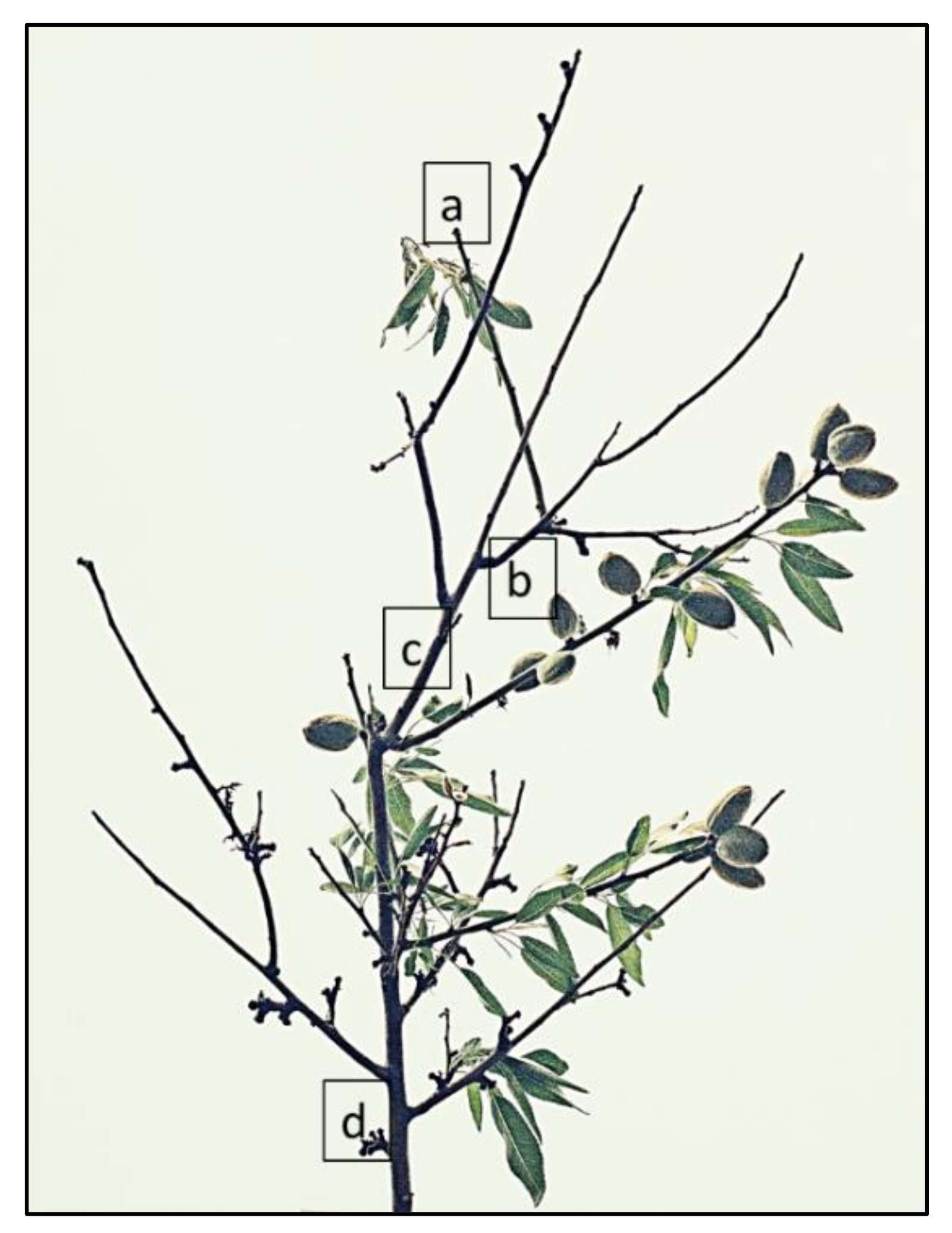Horticulturae 05 00028 g002