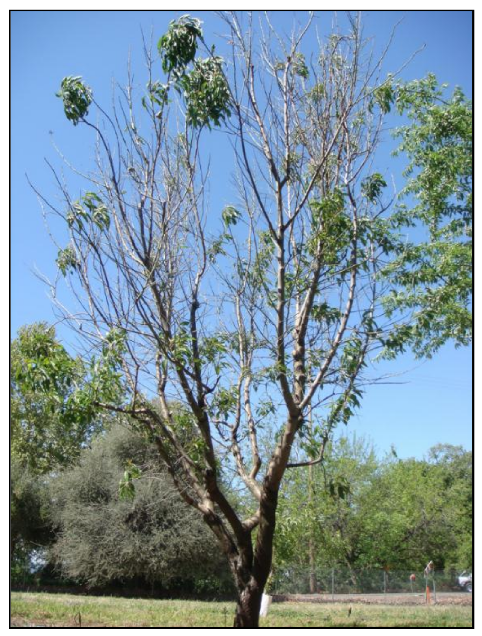 Horticulturae 05 00028 g003