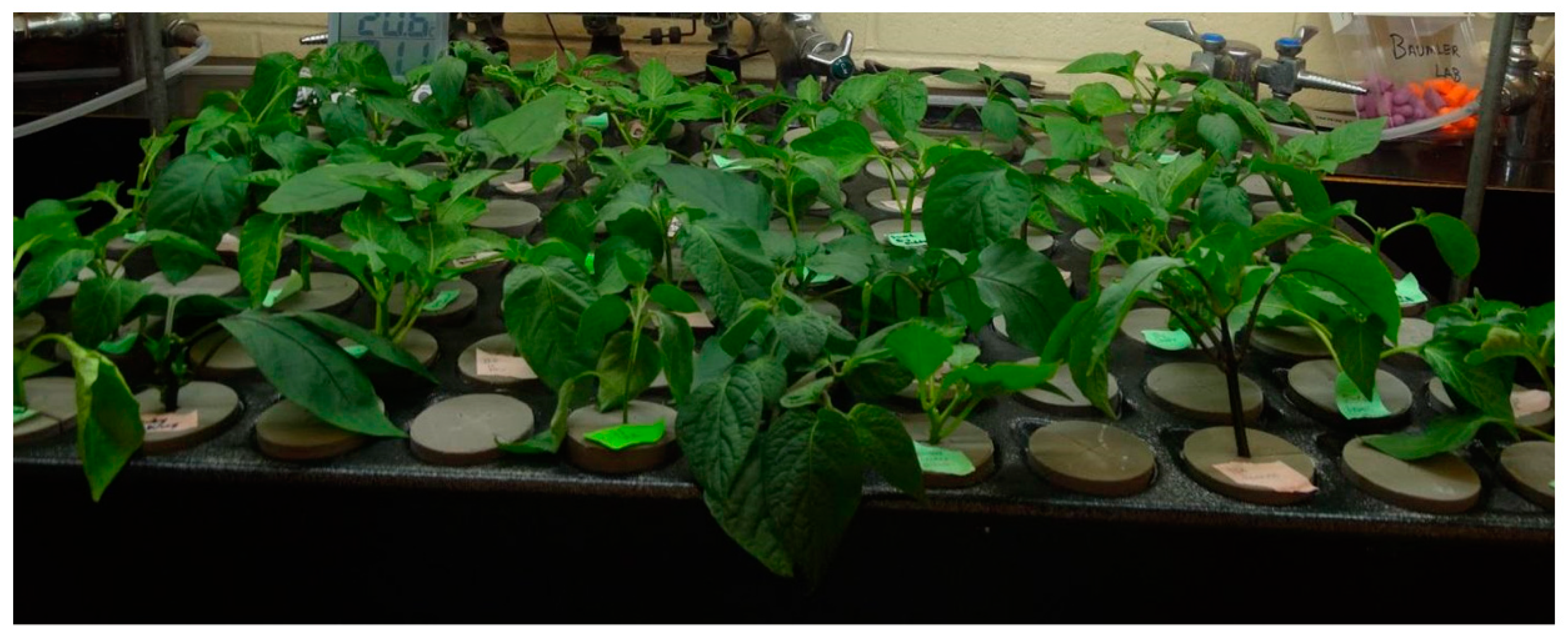 Horticulturae 05 00030 g001