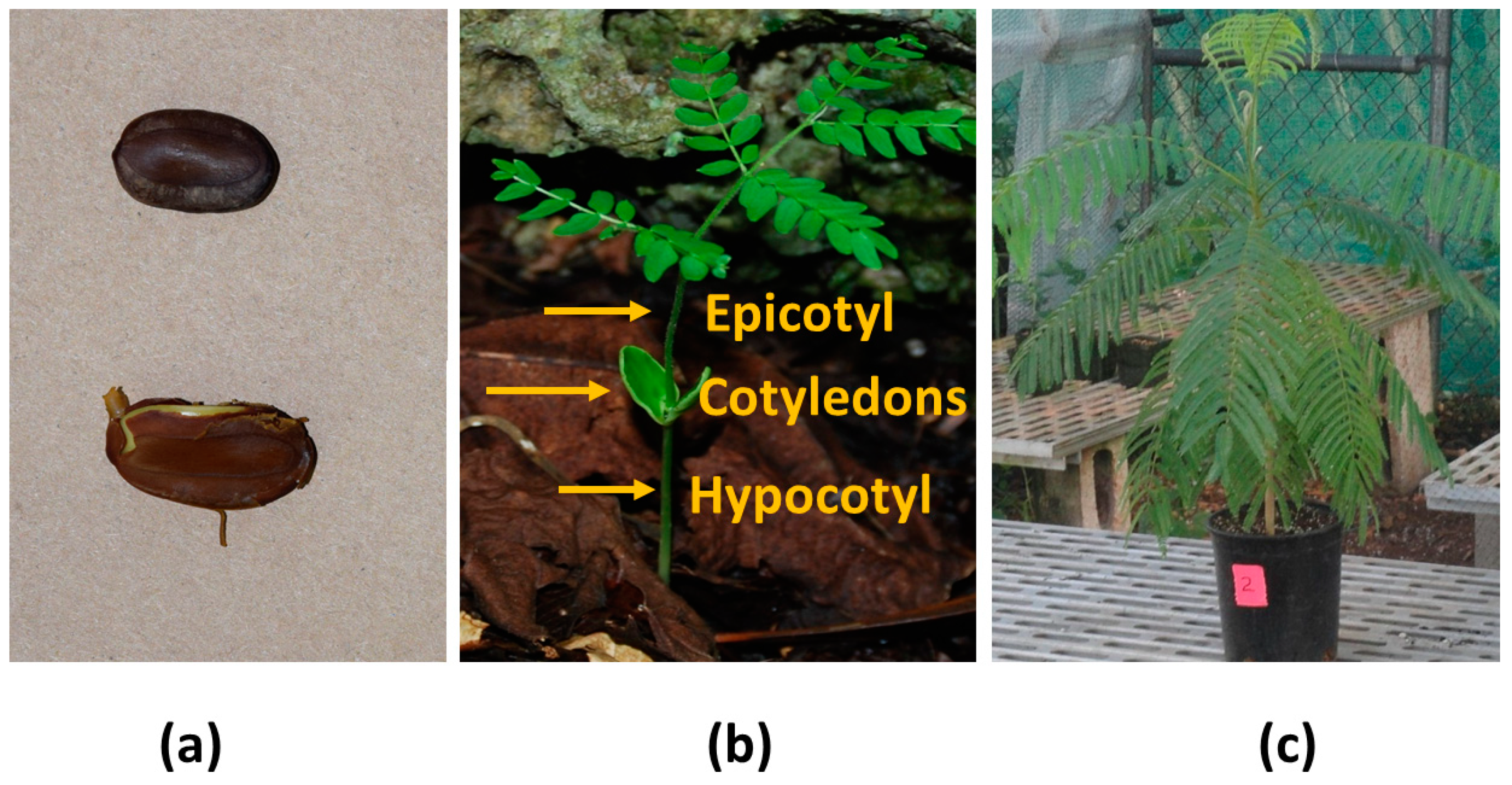 Horticulturae 05 00031 g001