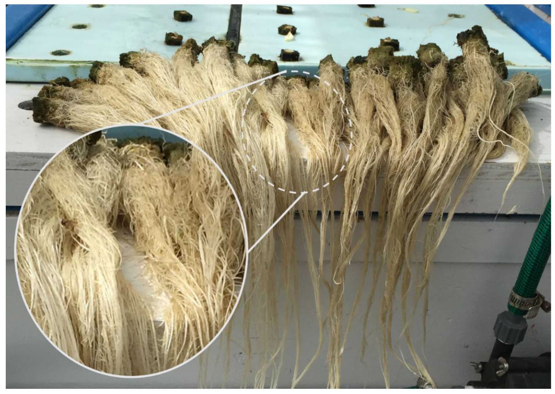 Horticulturae 05 00039 g001 550