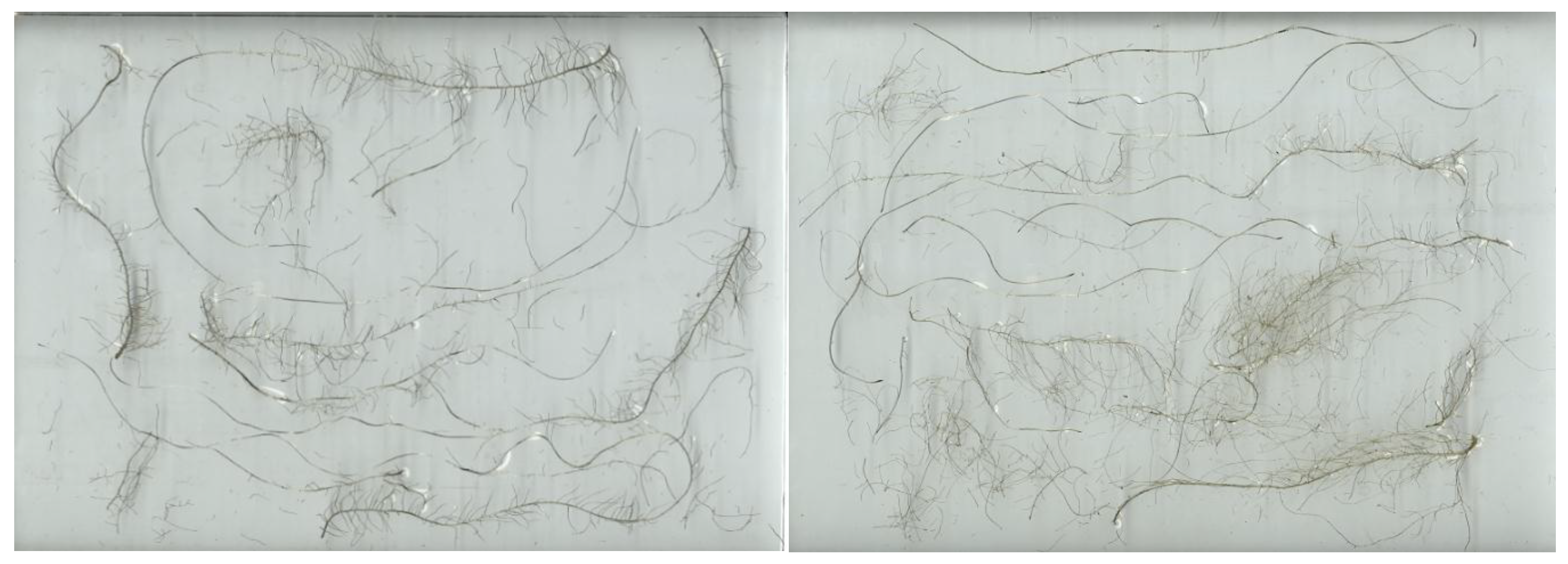 Horticulturae 05 00039 g002 550