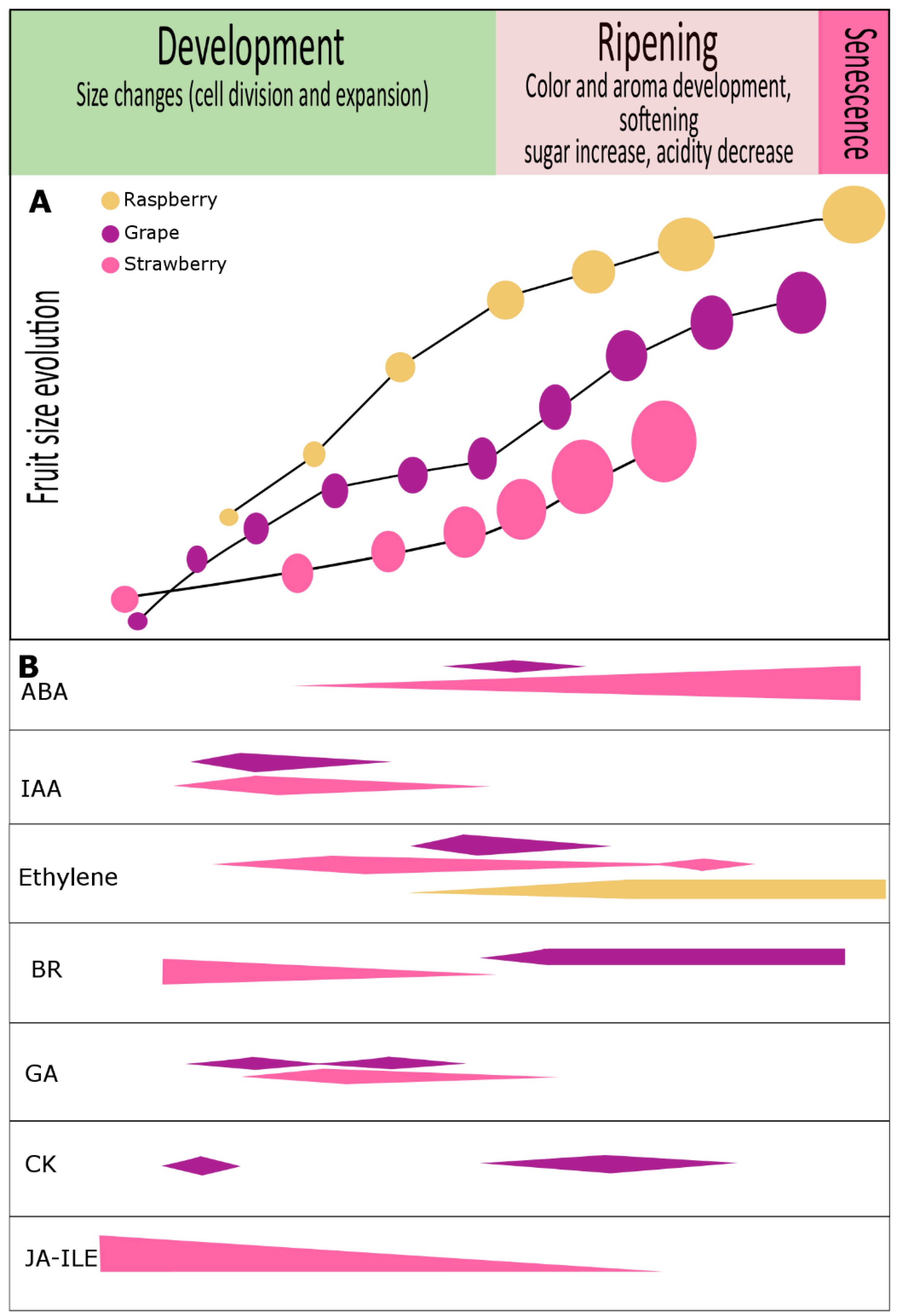 Horticulturae 05 00045 g001 Horticulturae 05 00045 g001