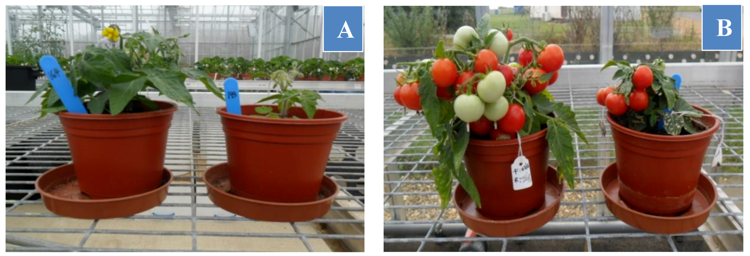 Horticulturae 05 00047 g005 Horticulturae 05 00047 g005