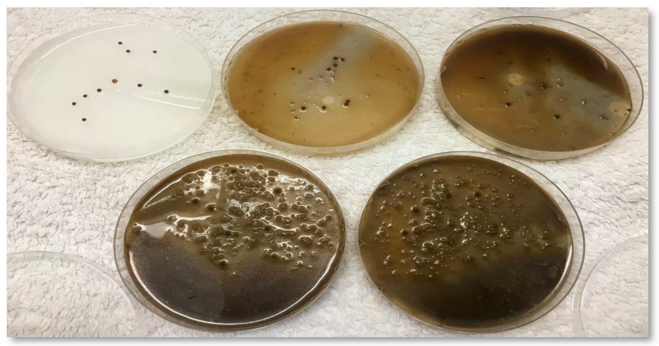 Horticulturae 05 00059 g001