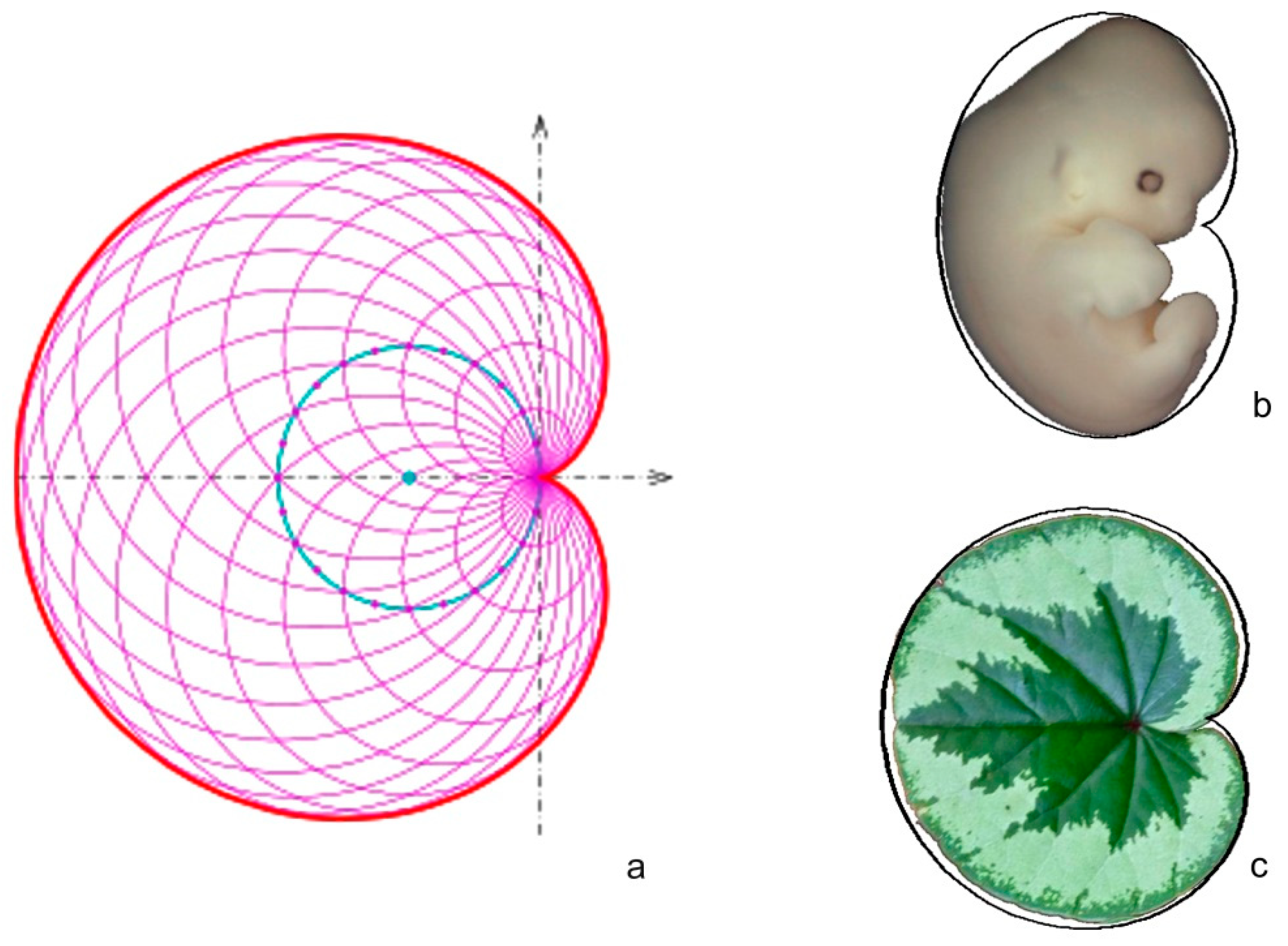 Horticulturae 05 00060 g002