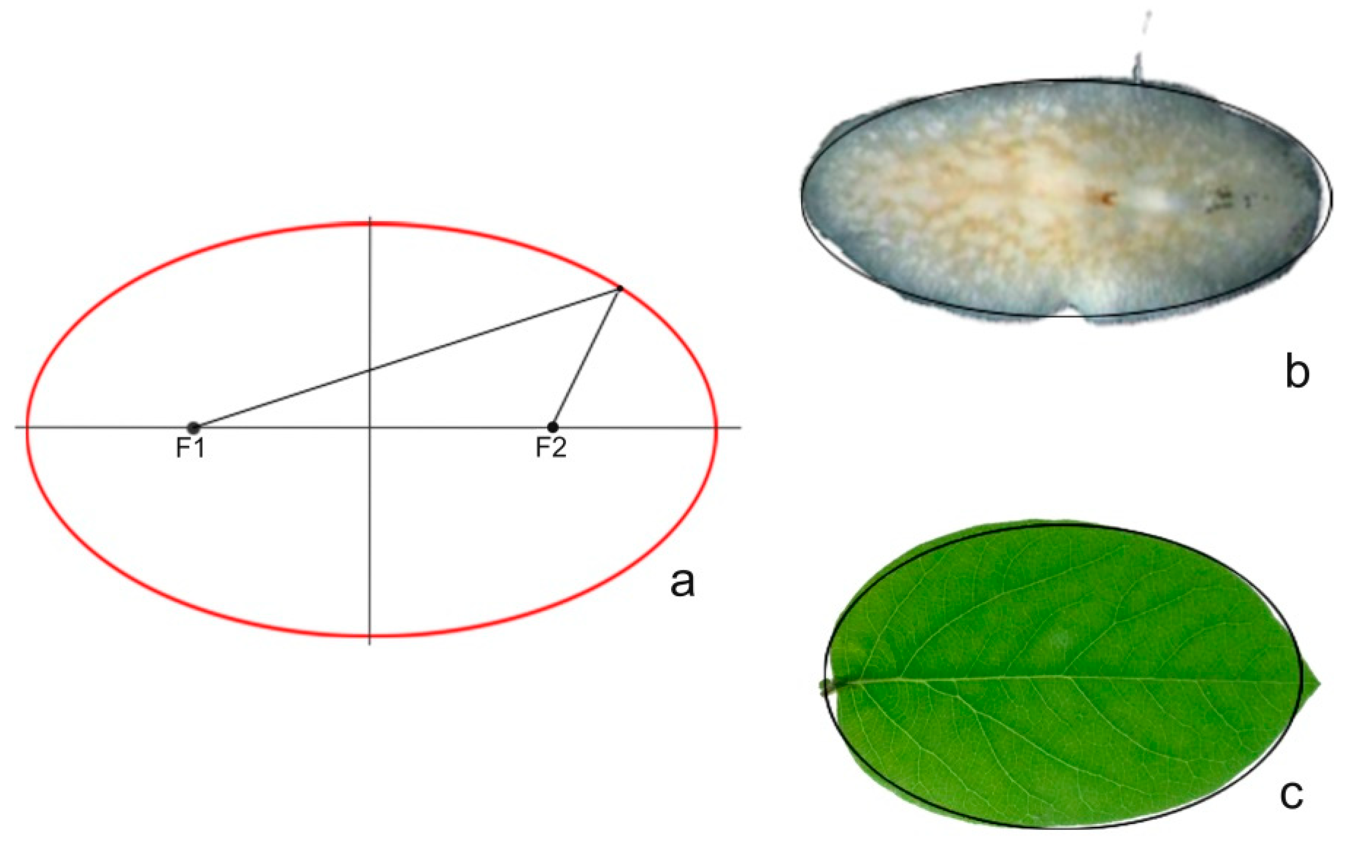 Horticulturae 05 00060 g003