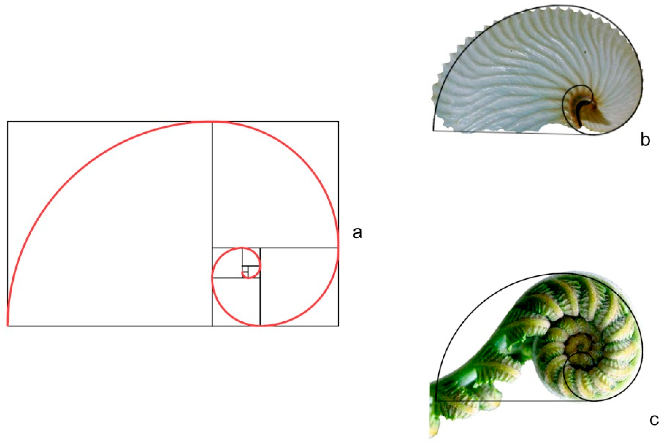 Horticulturae 05 00060 g005