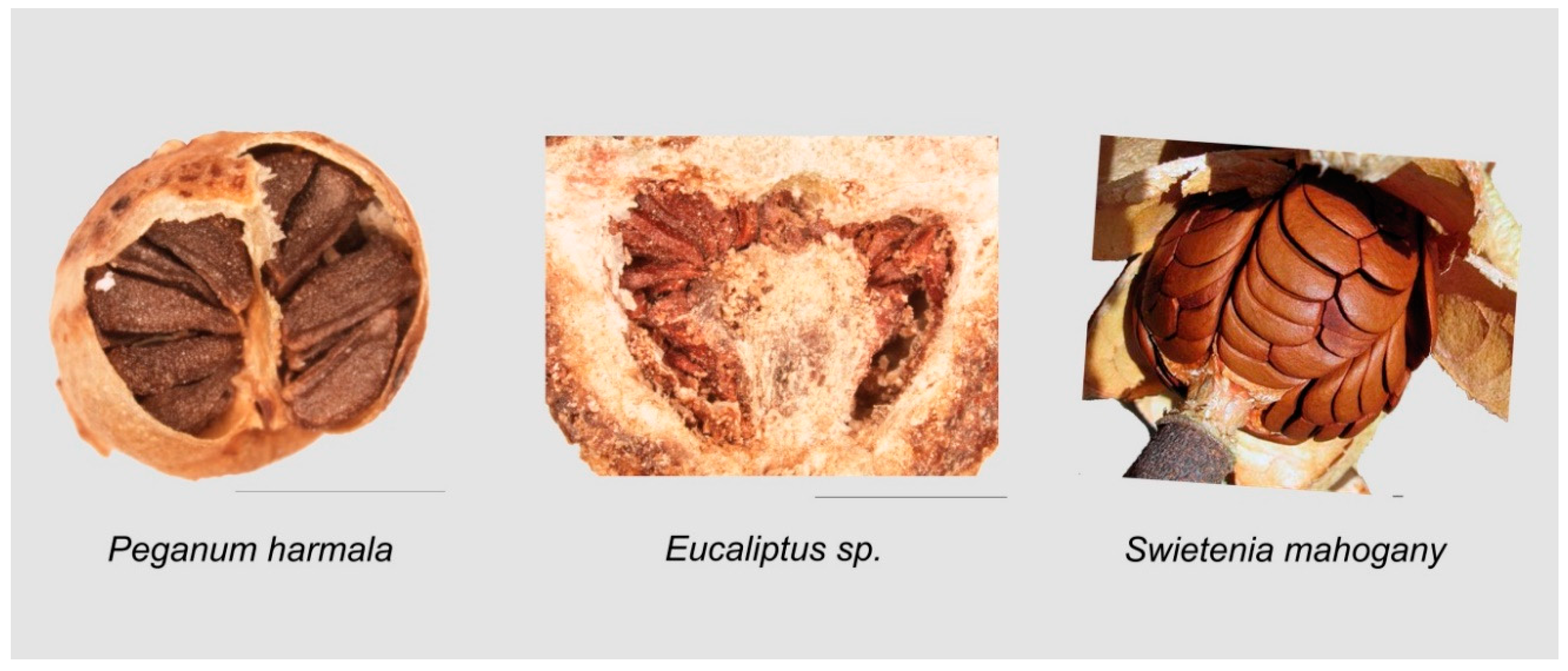 Horticulturae 05 00060 g008