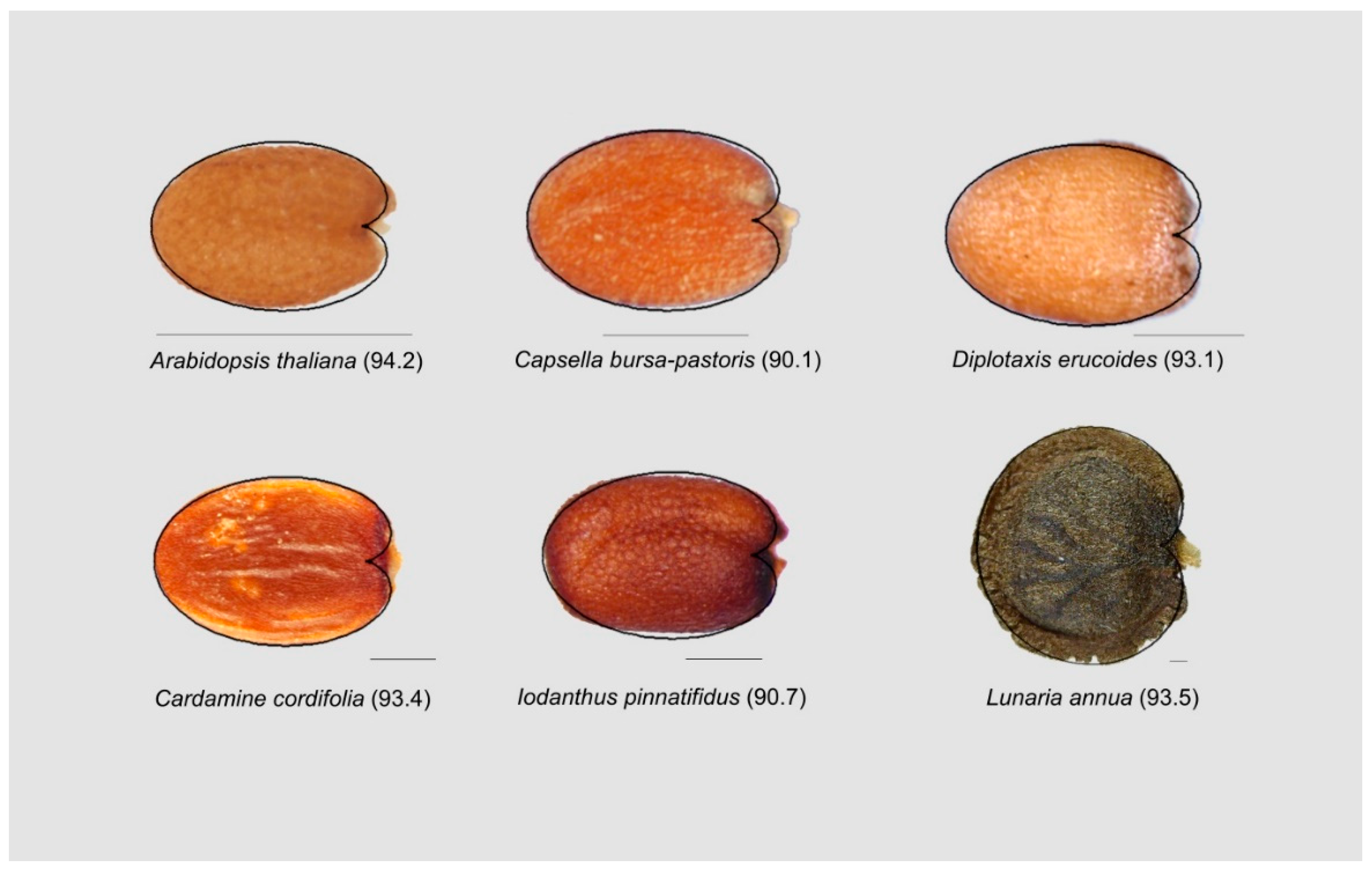 Horticulturae 05 00060 g009