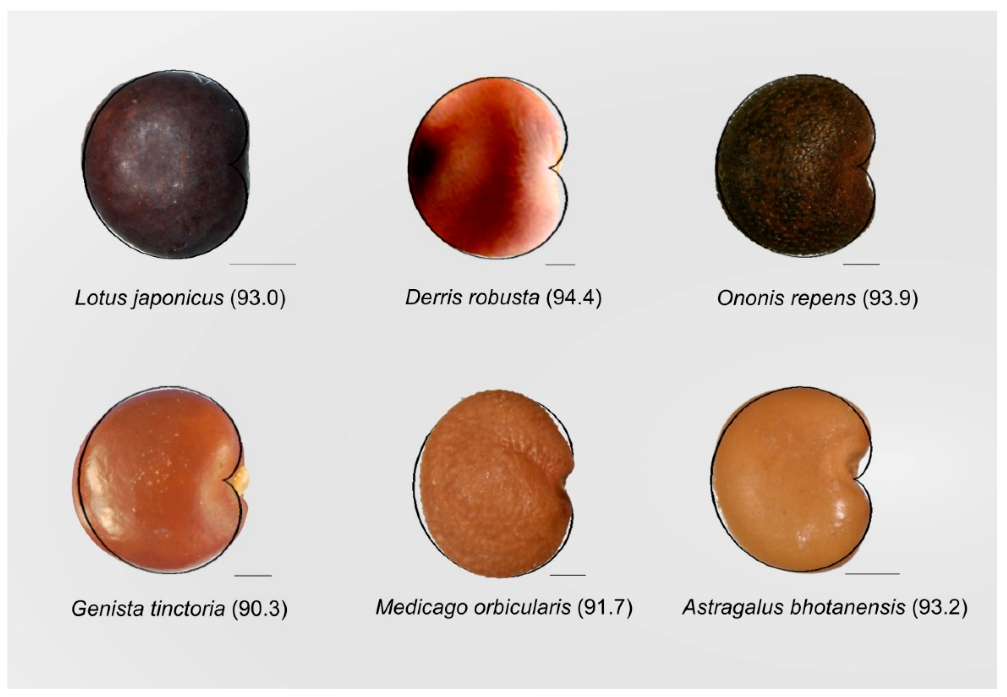 Horticulturae 05 00060 g010