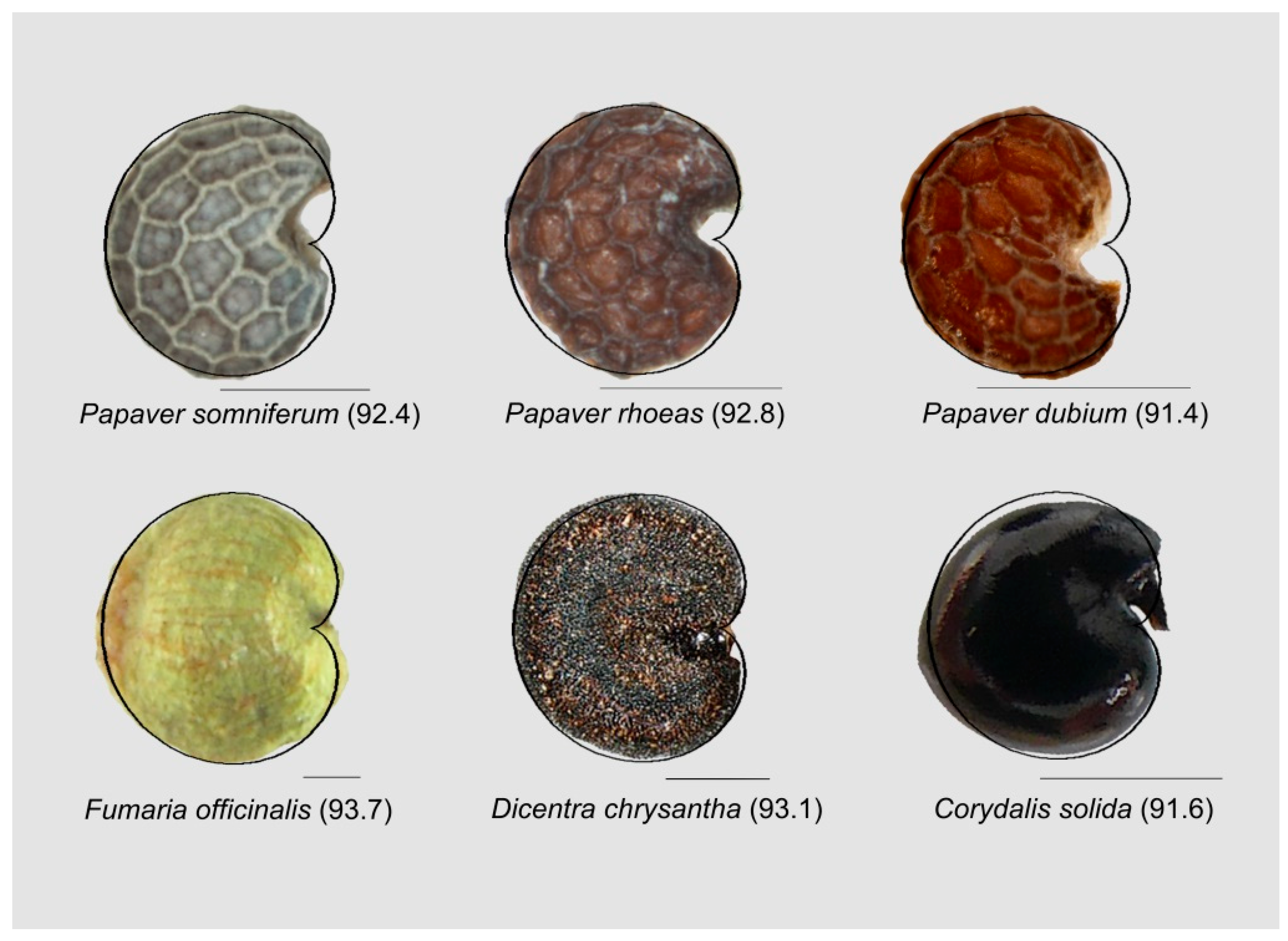 Horticulturae 05 00060 g012