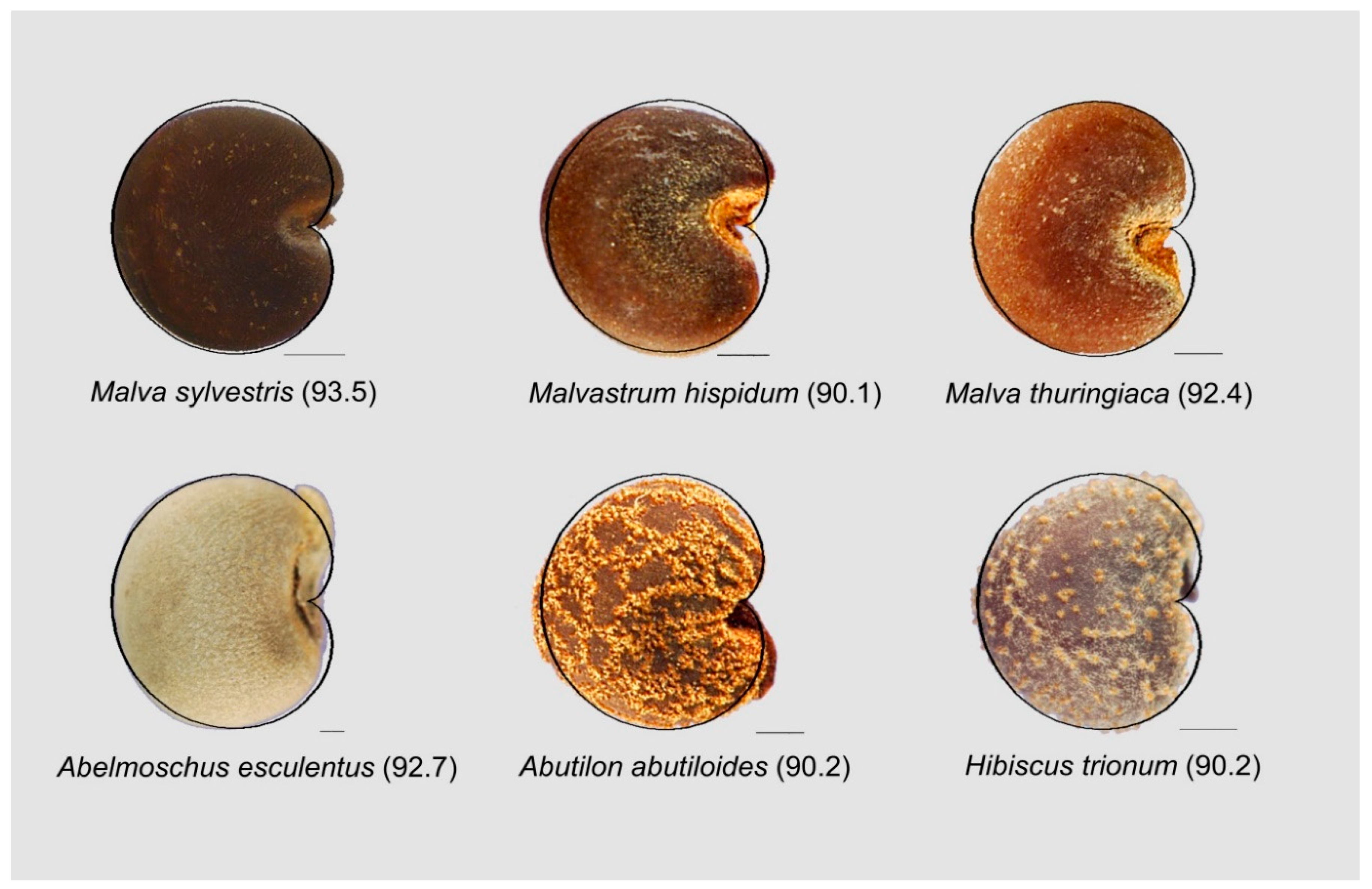 Horticulturae 05 00060 g013