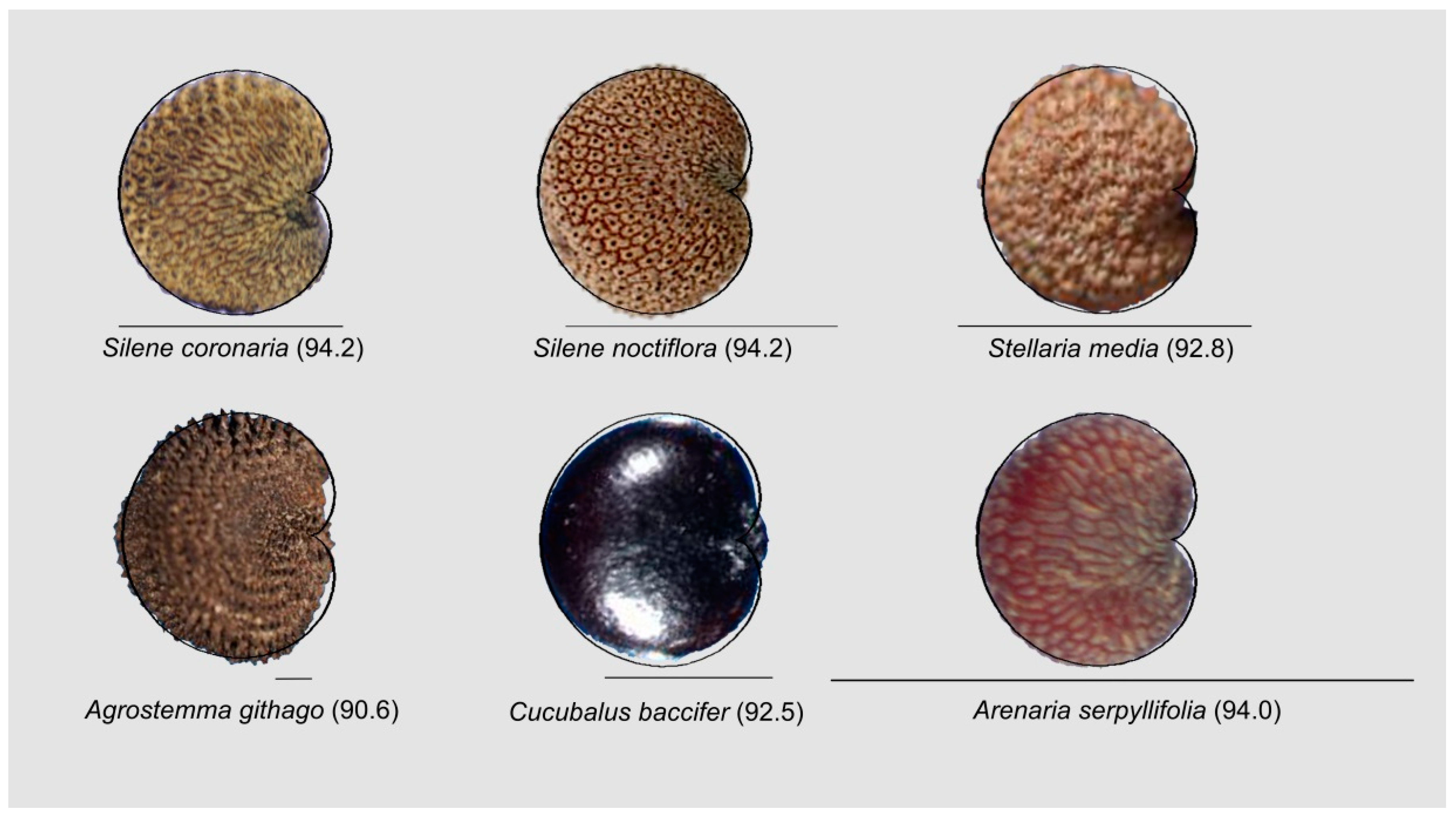 Horticulturae 05 00060 g014
