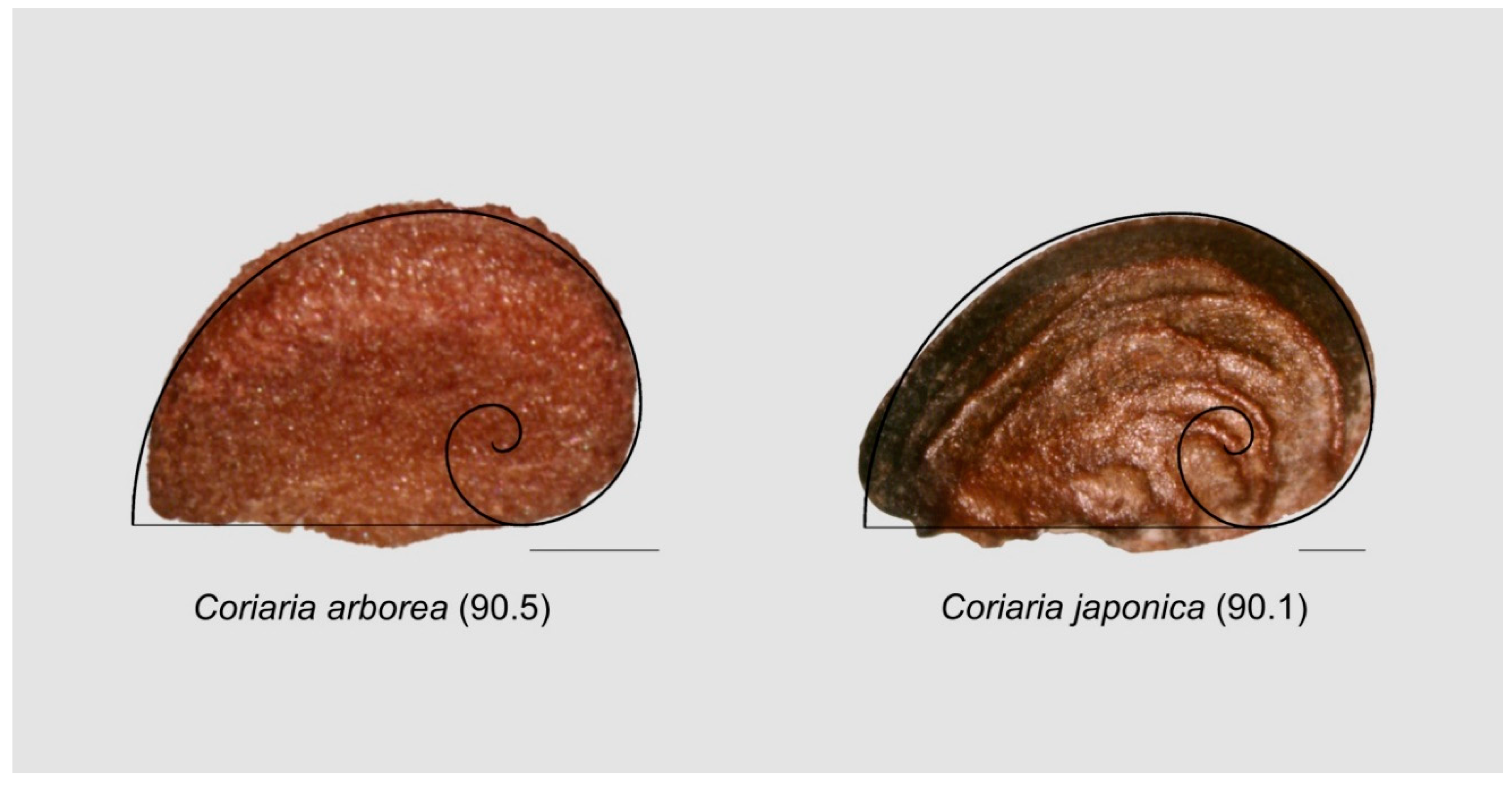 Horticulturae 05 00060 g018