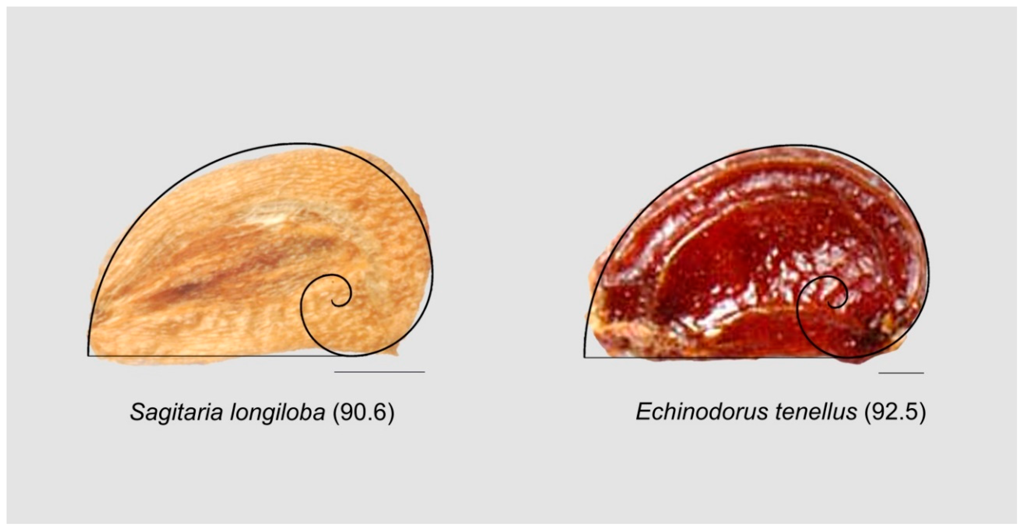 Horticulturae 05 00060 g019