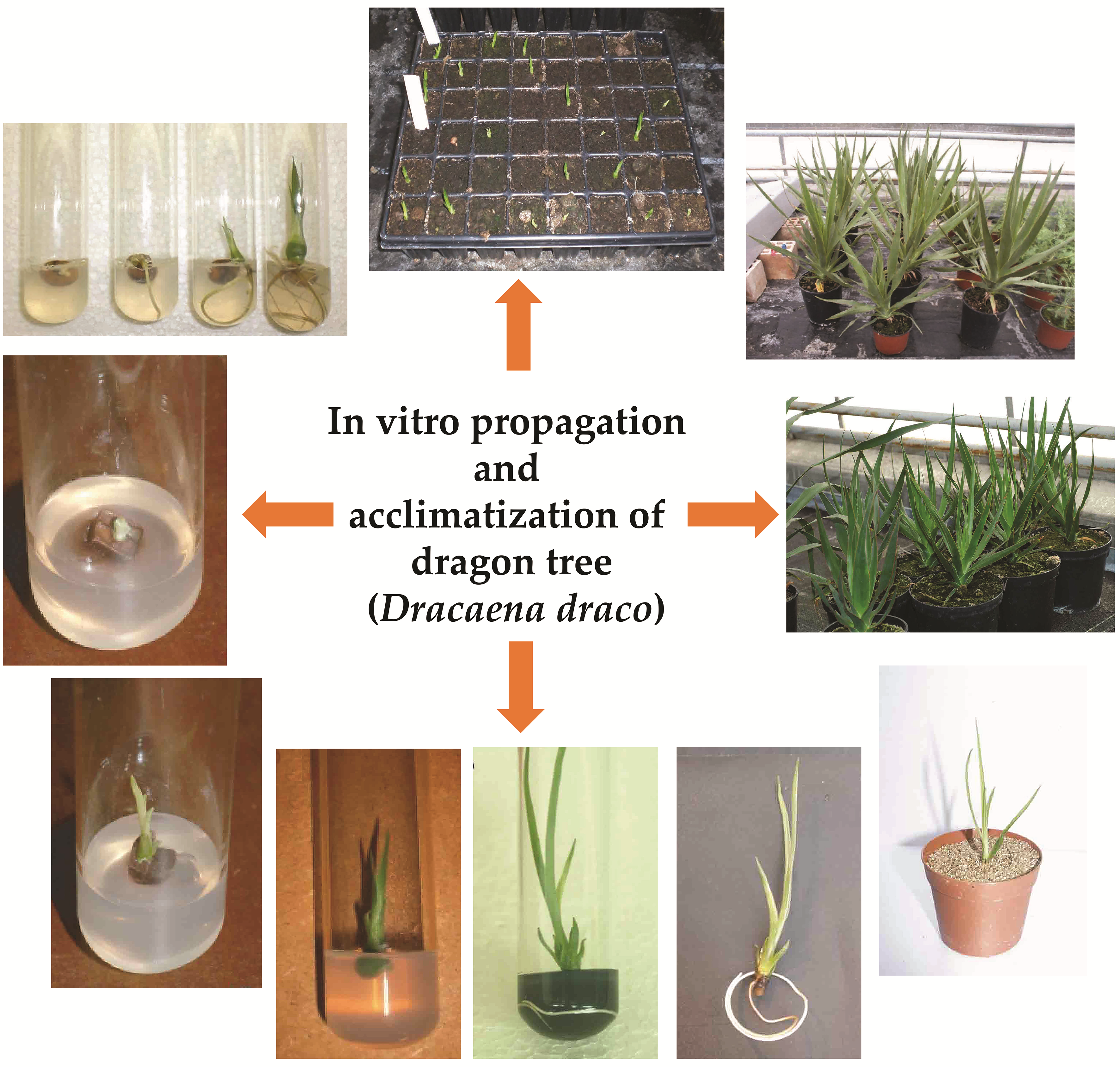 Horticulturae Free Full Text In Vitro Propagation And Acclimatization Of Dragon Tree Dracaena Draco Html Horticulturae Free Full Text In Vitro Propagation And Acclimatization Of Dragon Tree Dracaena Draco Html