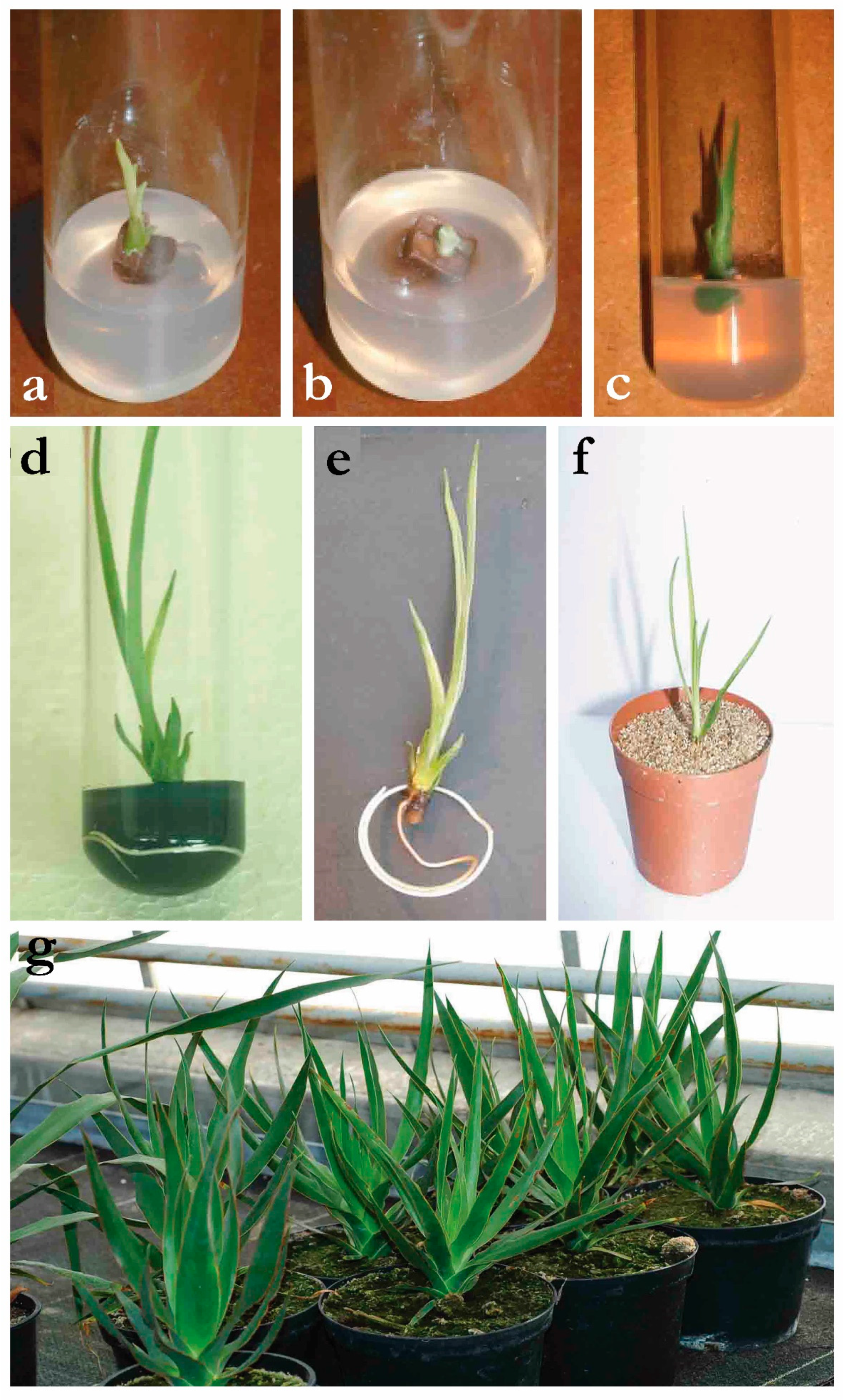 Dracaena Draco Dragon S Blood 10 Fresh Dragon Tree Seeds Home Garden Com Plants Seedlings Dracaena Draco Dragon S Blood 10 Fresh Dragon Tree Seeds Home Garden Com Plants Seedlings