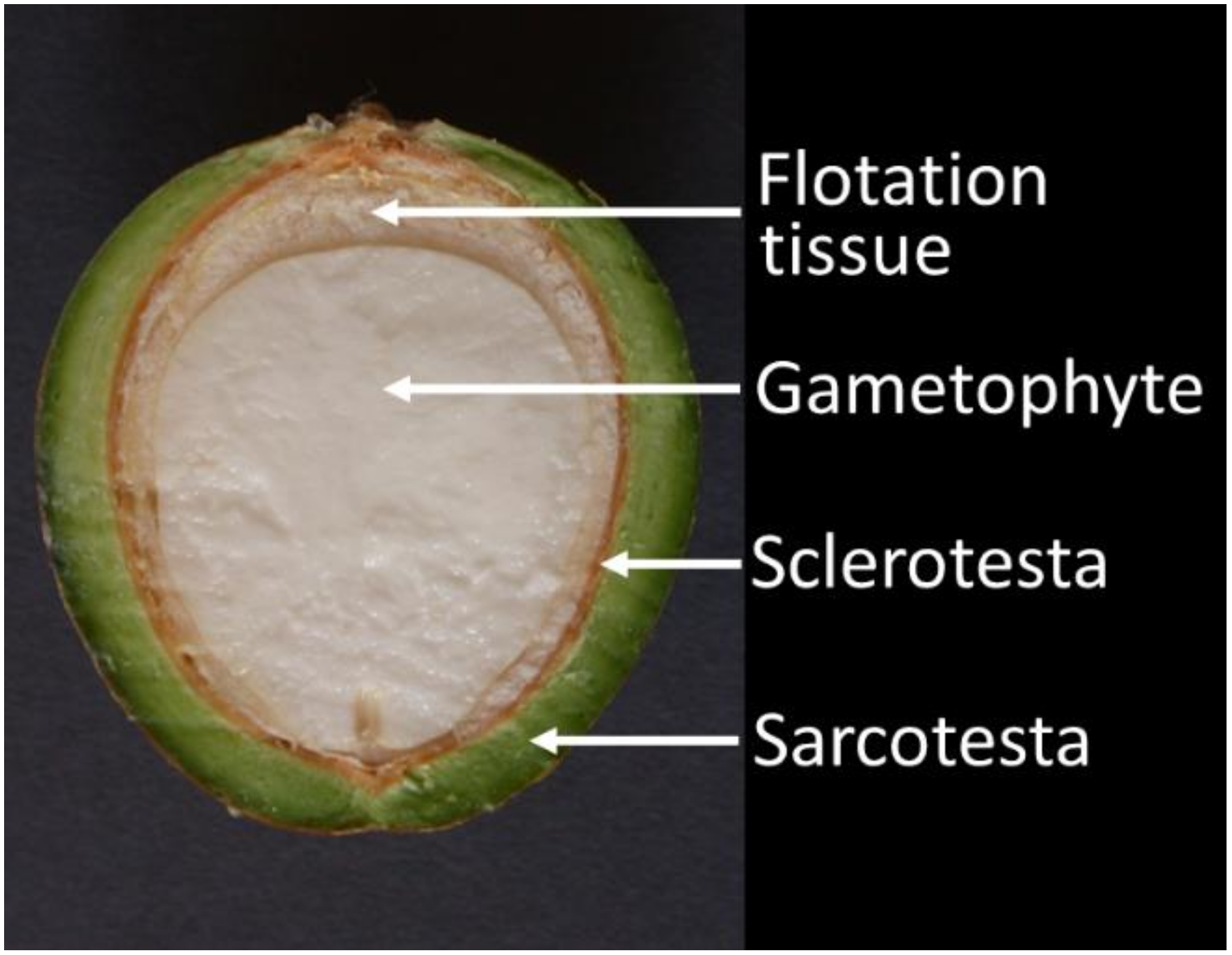 Horticulturae 06 00029 g001