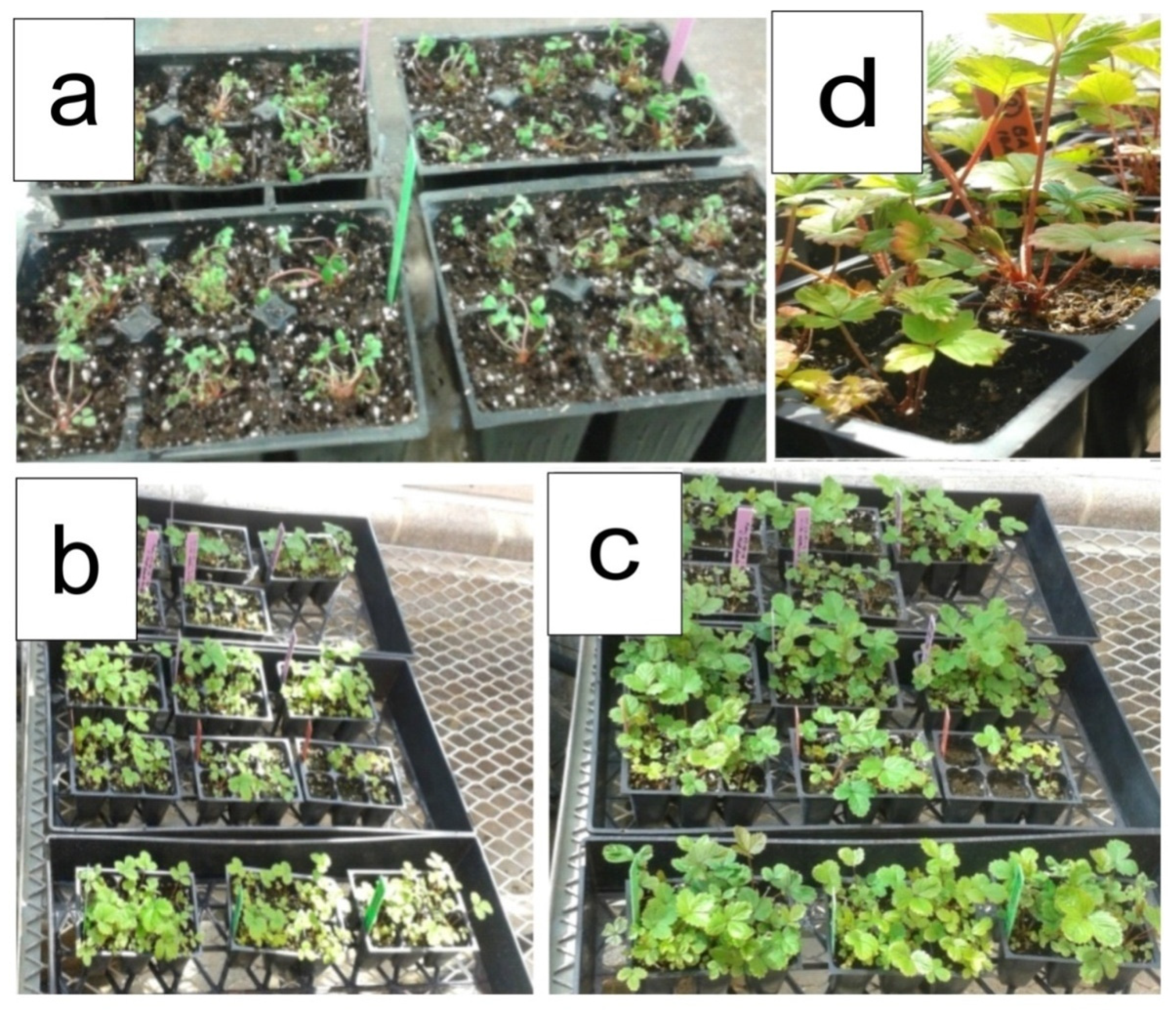 Horticulturae 06 00051 g003 Horticulturae 06 00051 g003