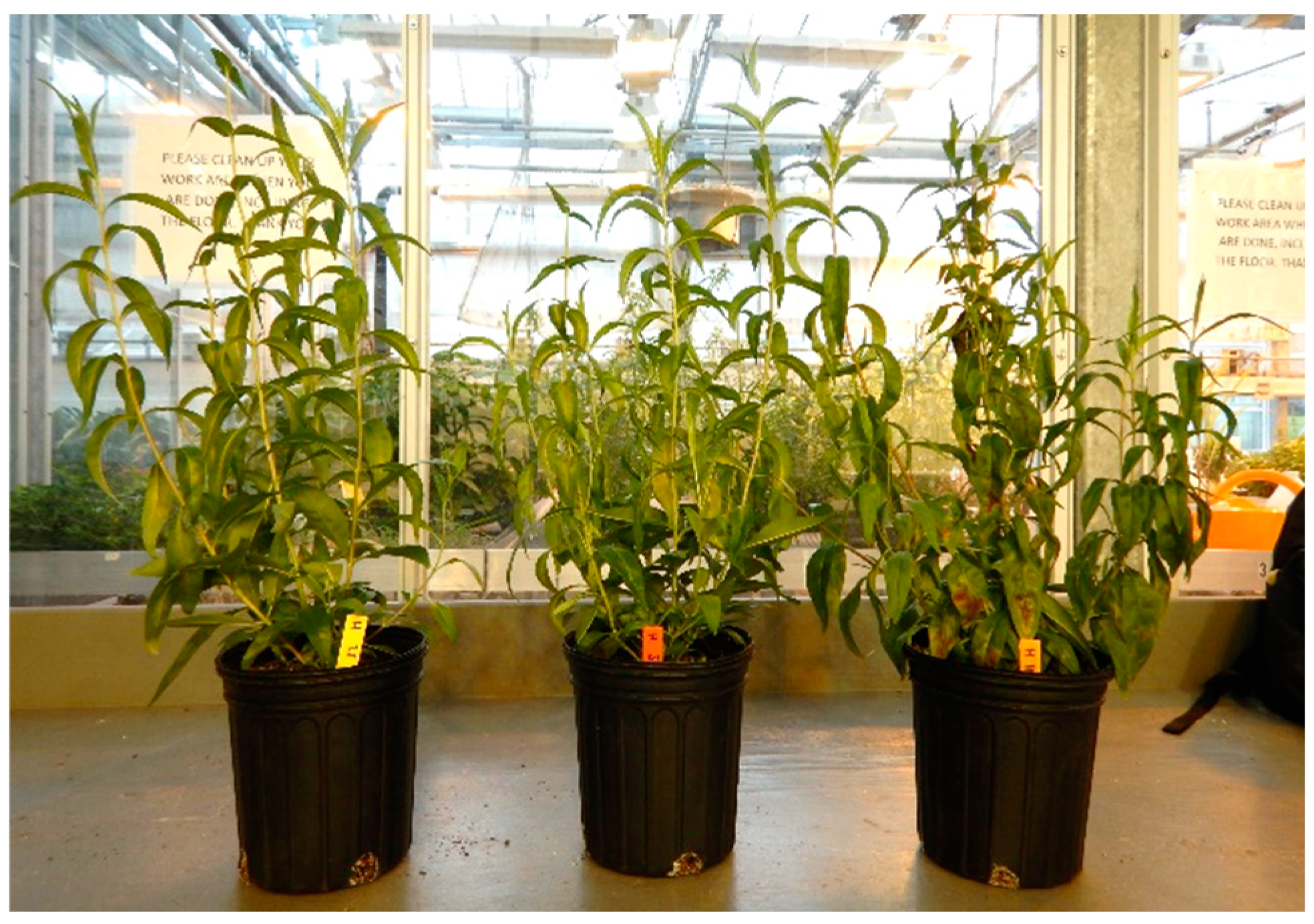 Horticulturae 06 00057 g002