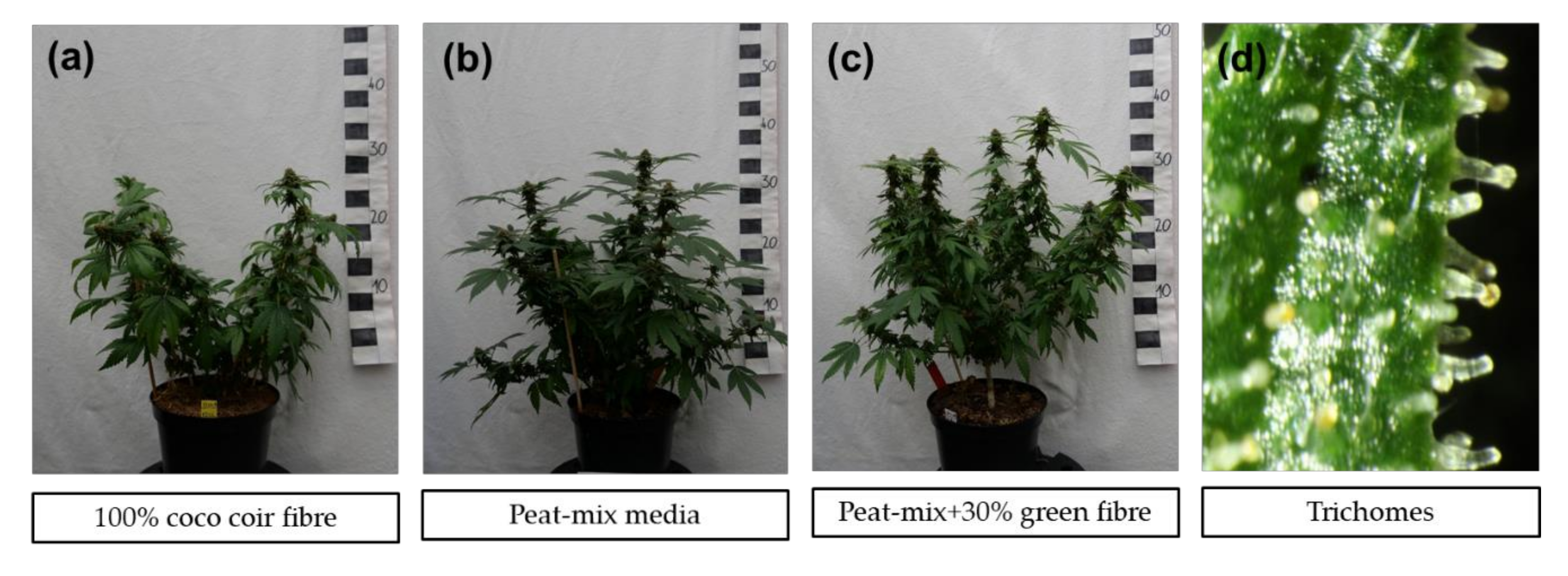 Horticulturae Free Full Text Impact Of Different Growing Substrates On Growth Yield And Cannabinoid Content Of Two Cannabis Sativa L Genotypes In A Pot Culture Html