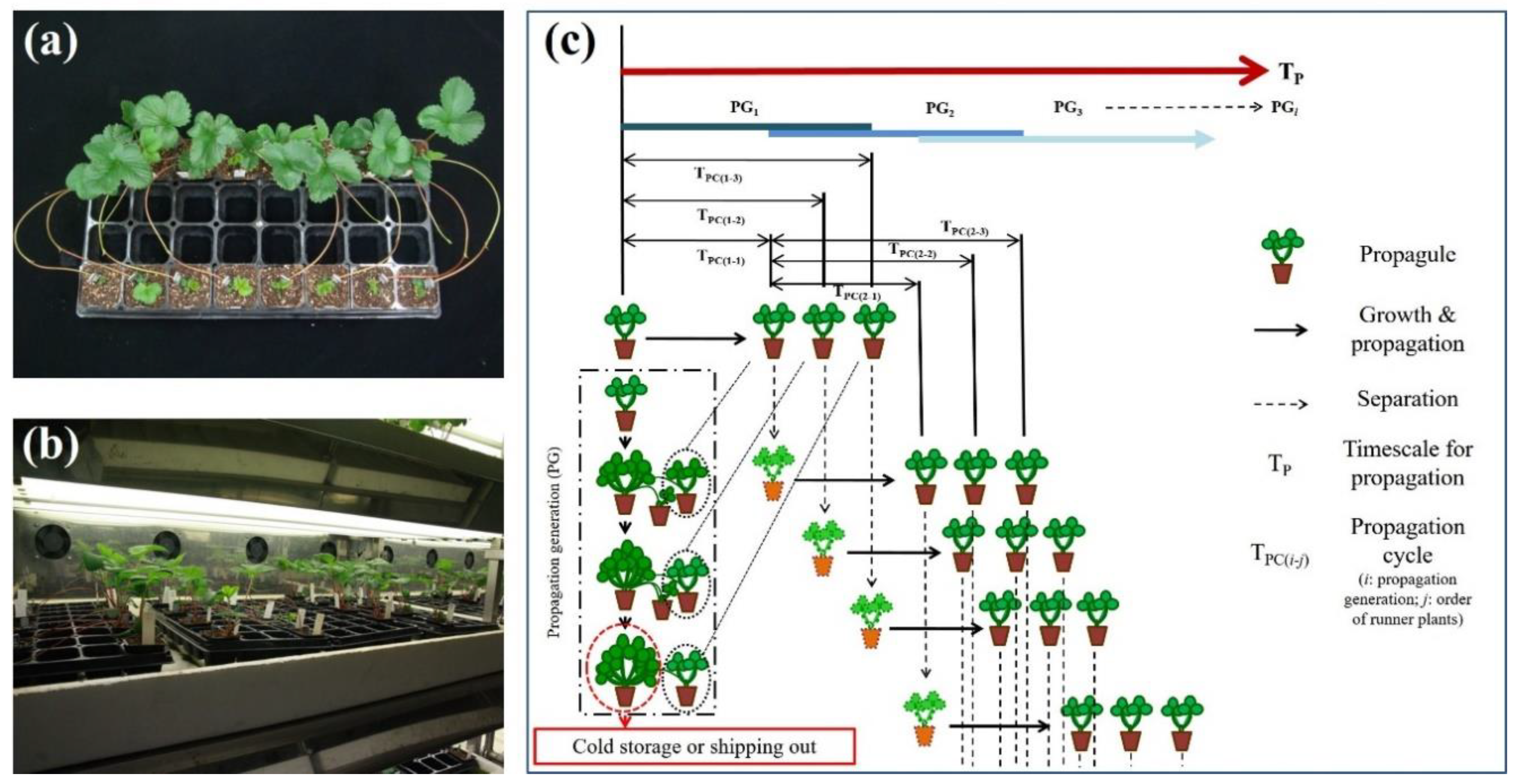 Horticulturae 06 00063 g001 Horticulturae 06 00063 g001