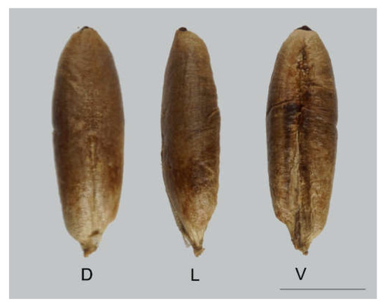 Horticulturae 06 00064 g002 550