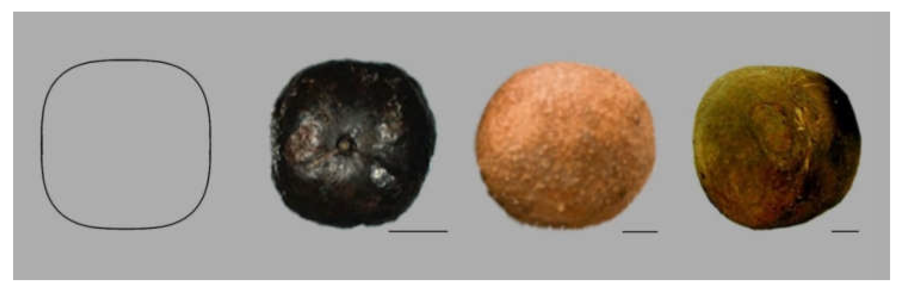 Horticulturae 06 00064 g008