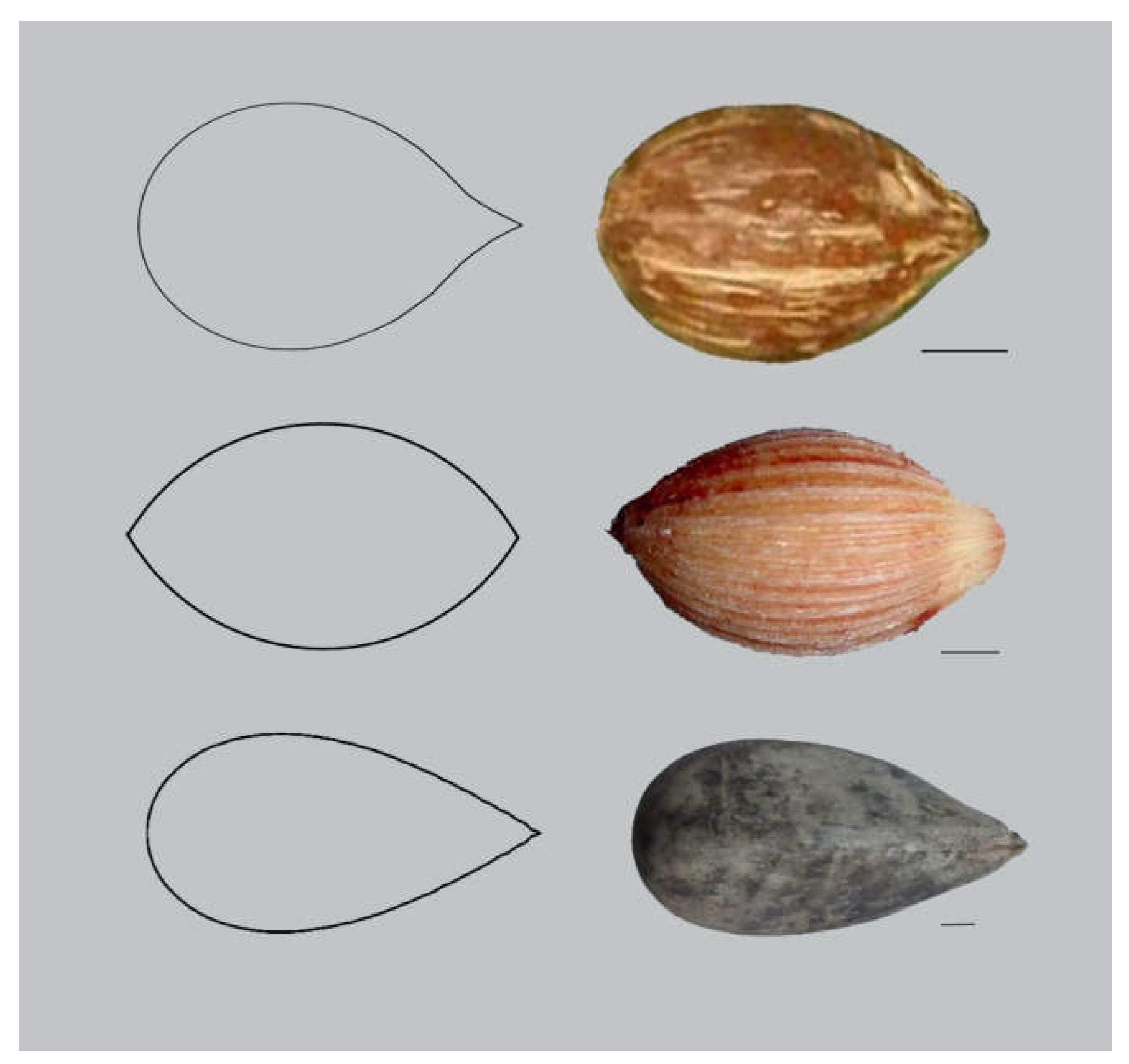 Horticulturae 06 00064 g009