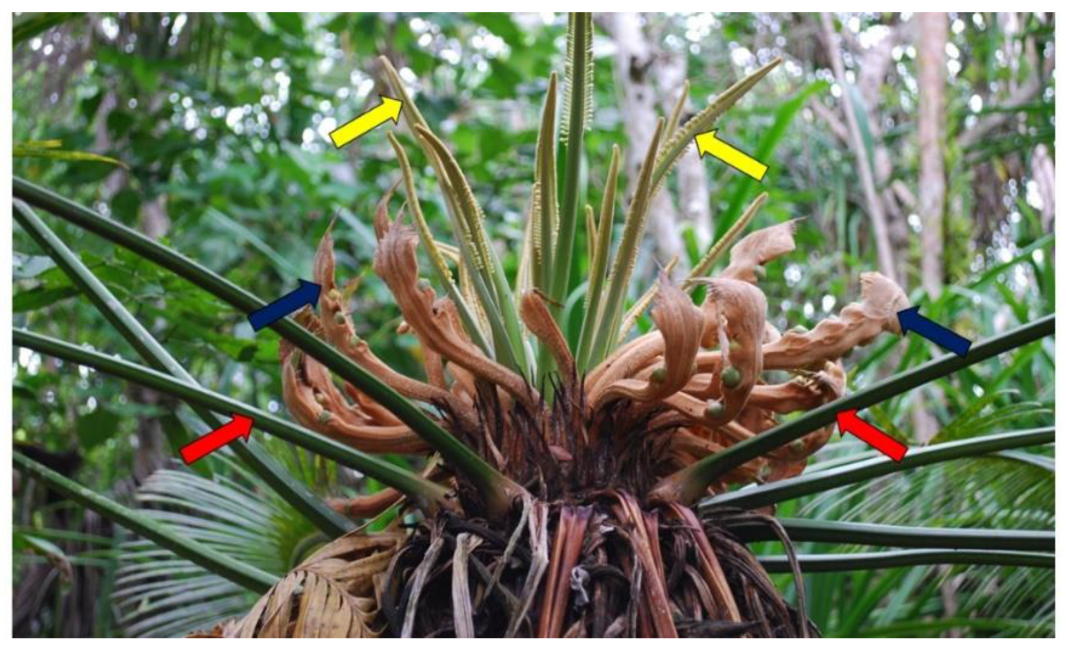 Horticulturae 06 00065 g004